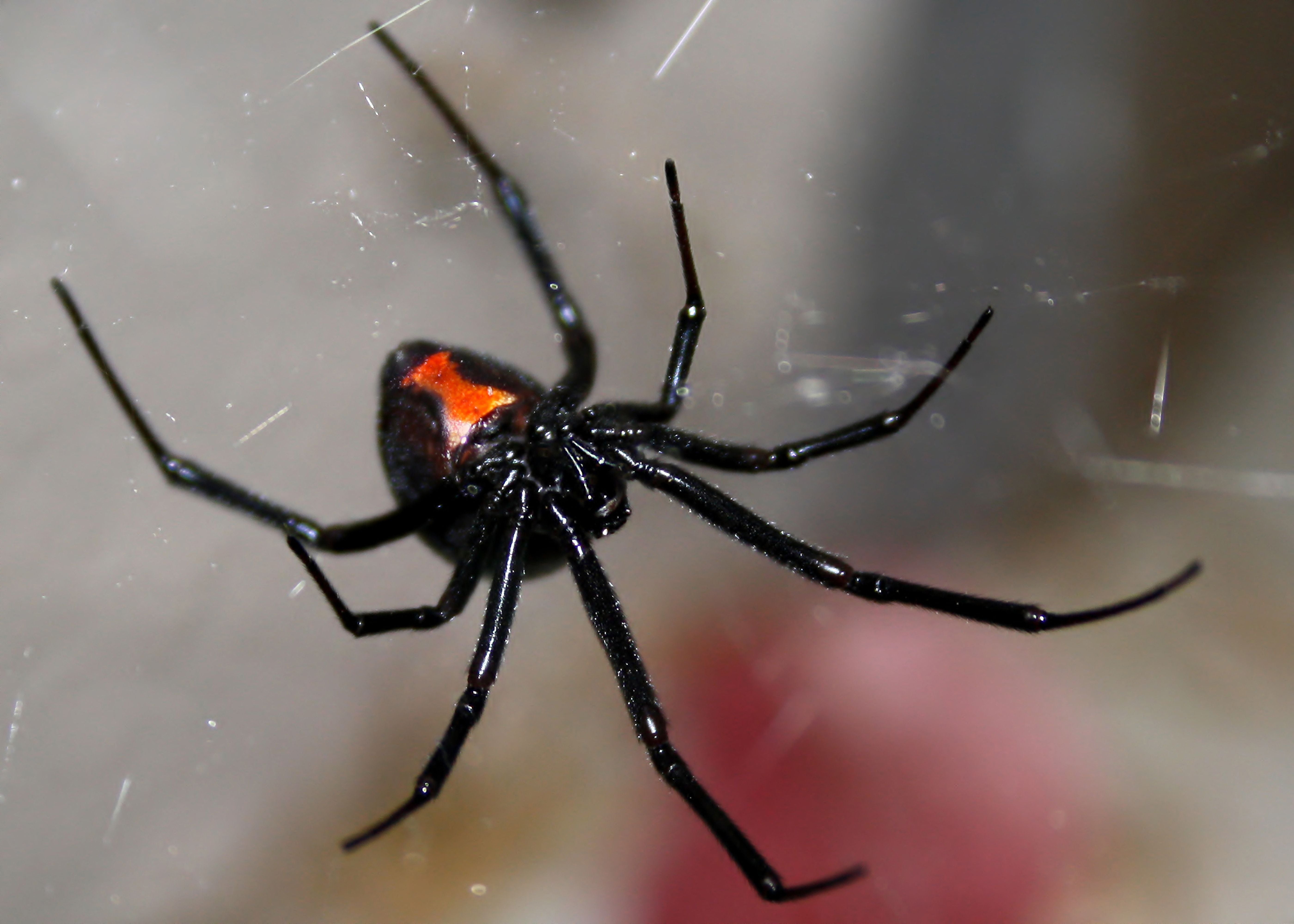 Schwarze Witwenspinne hängt kopfüber im Netz, rotes Stundenglas auf dem Hinterleib sichtbar.