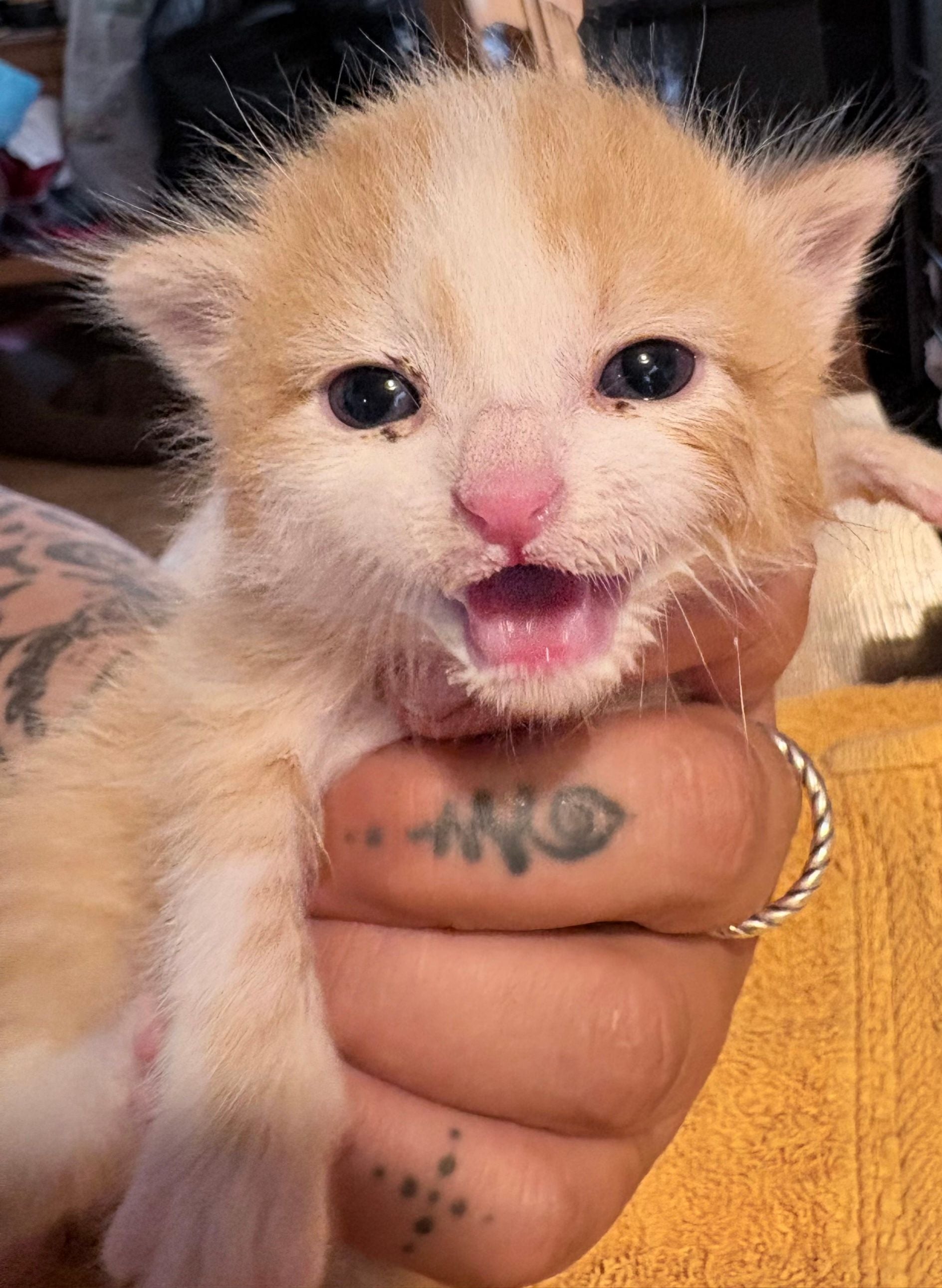 Eine kleine orange-weiße Katze wird in einer tätowierten Hand gehalten und miaut.