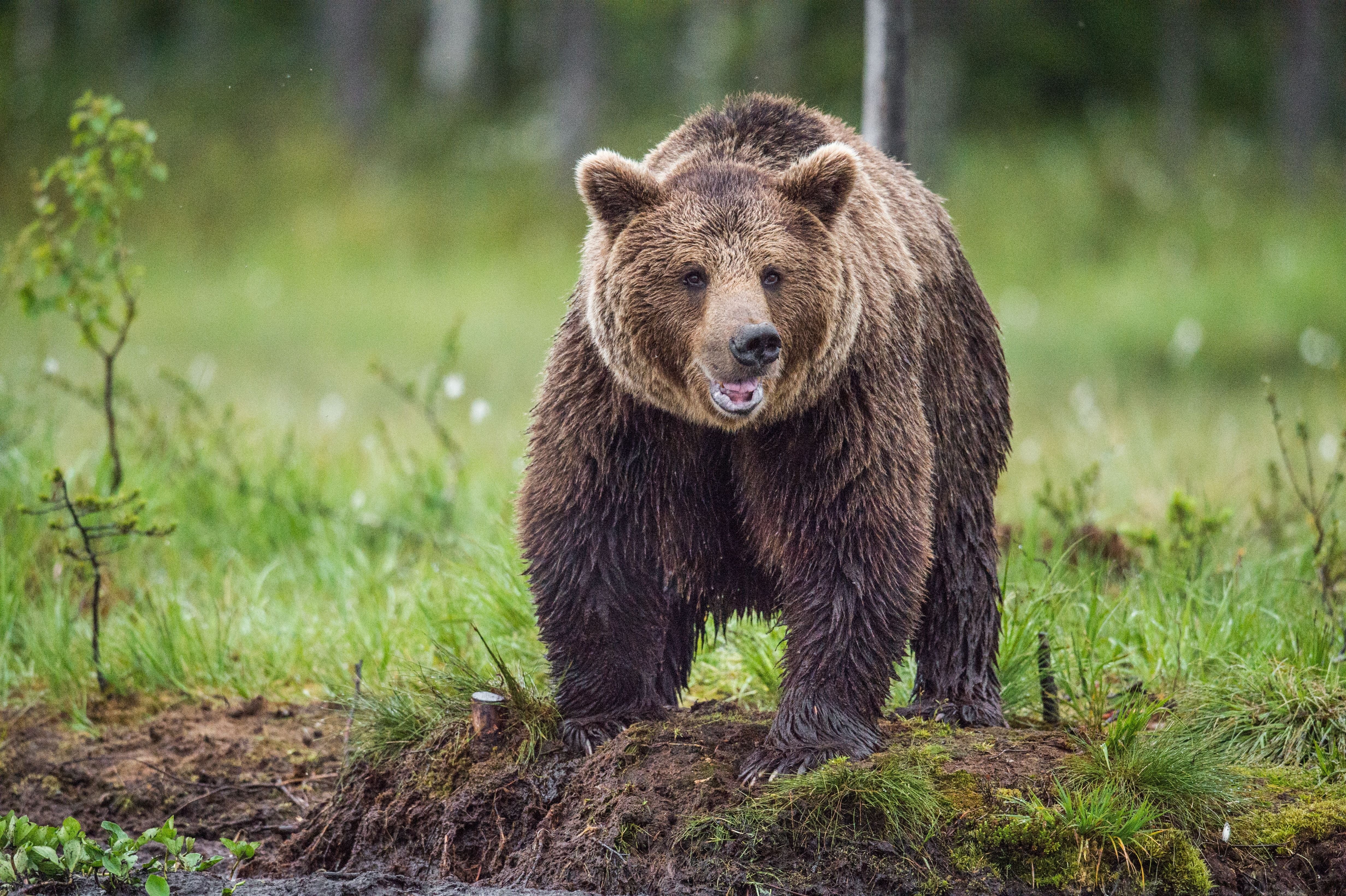 Braunbär steht auf Waldboden mit grünem Hintergrund im Sommer.