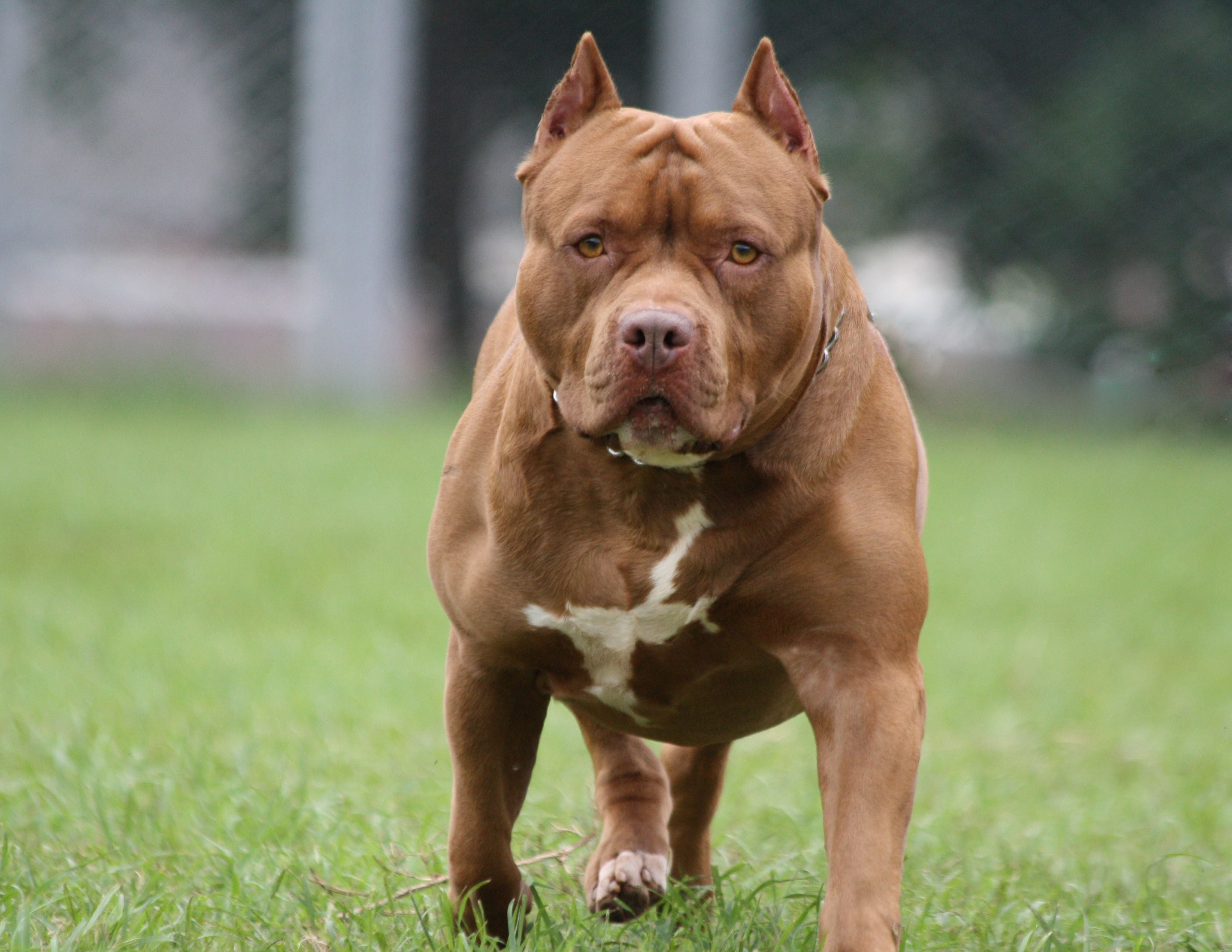 Symbolfoto: Pittbull