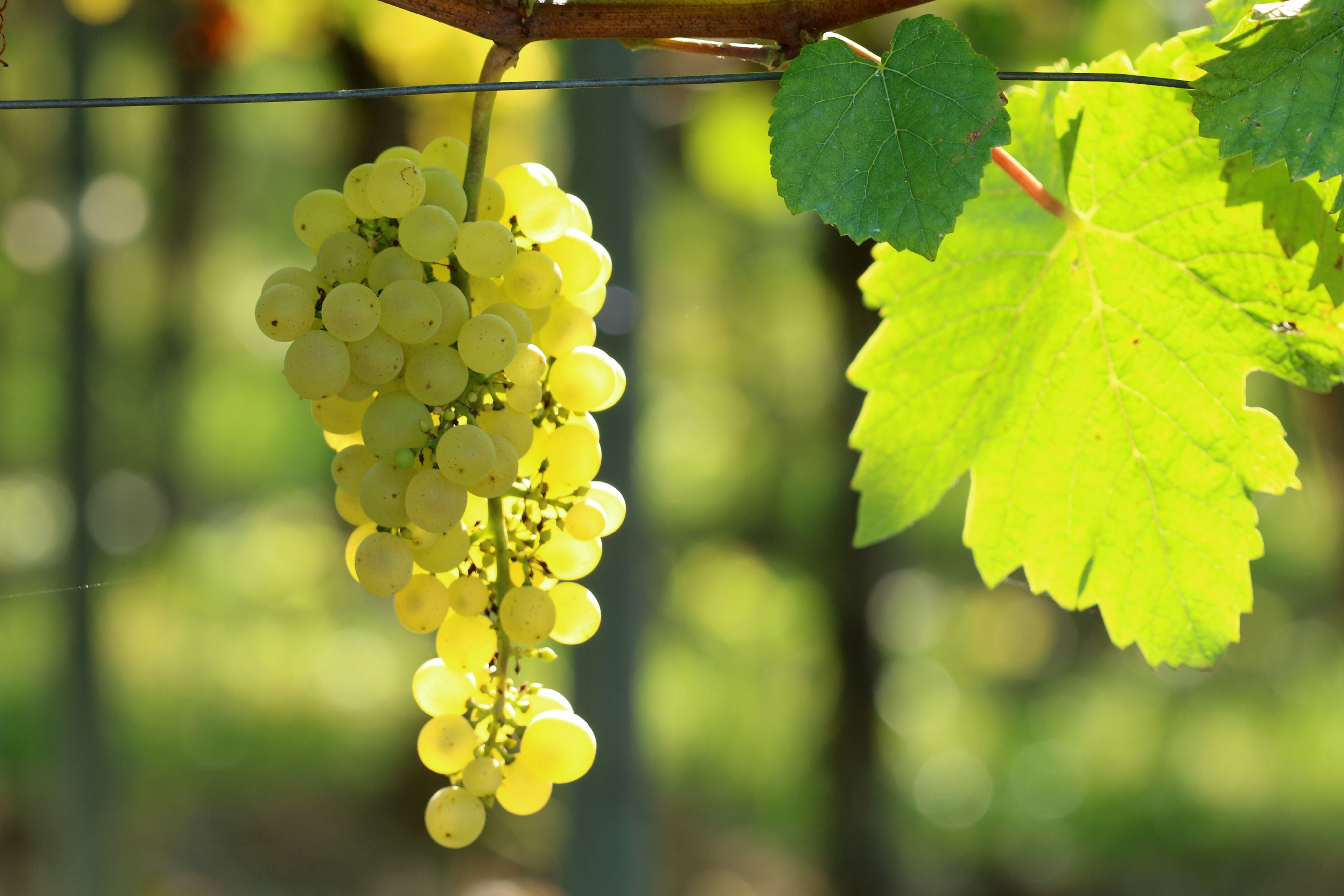 Gelbe Trauben hängen an einem Weinstock neben einem großen grünen Blatt in der Sonne.
