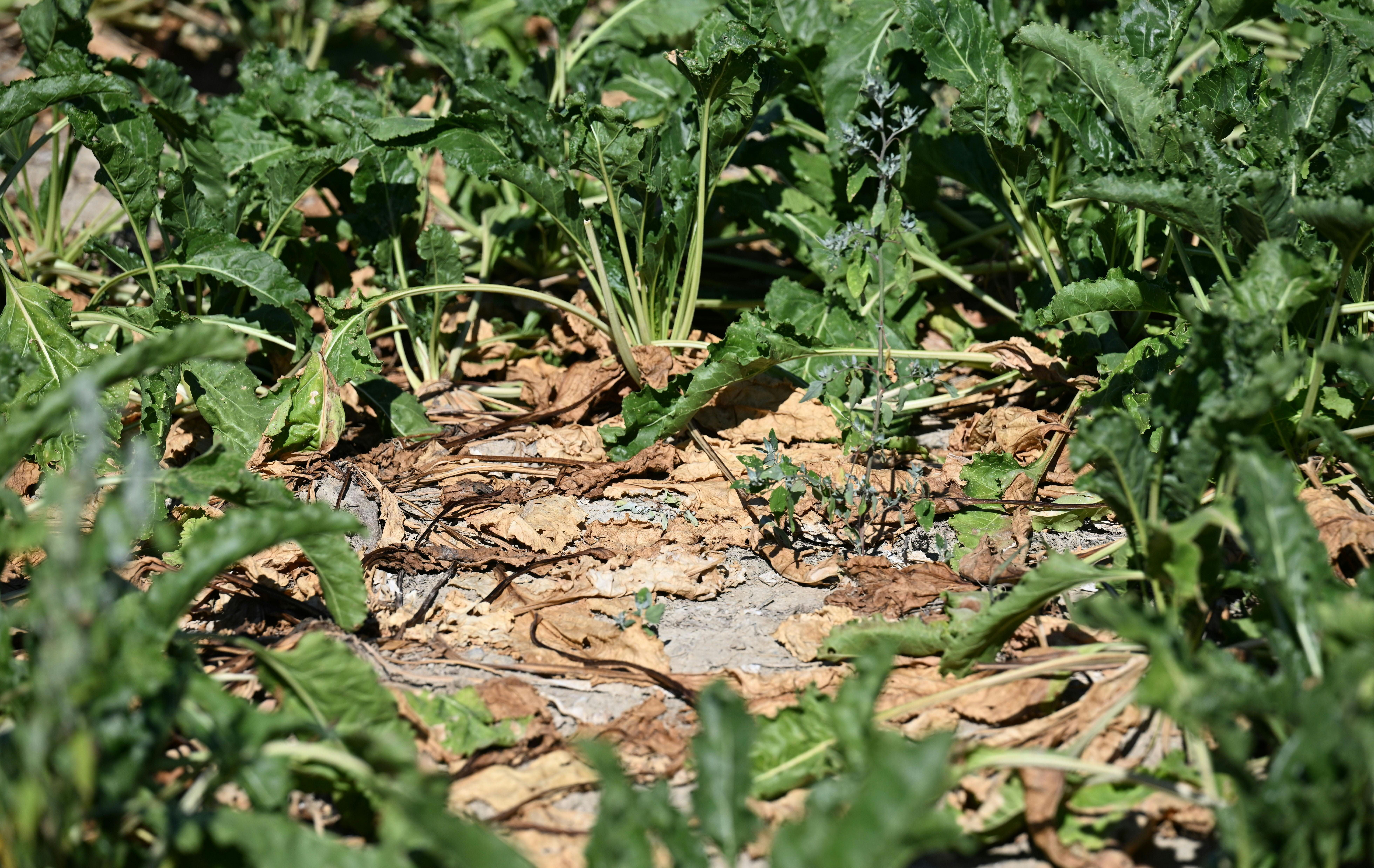 Vertrocknete und beschädigte Zuckerrübenpflanzen auf trockenem, rissigem Feldboden.