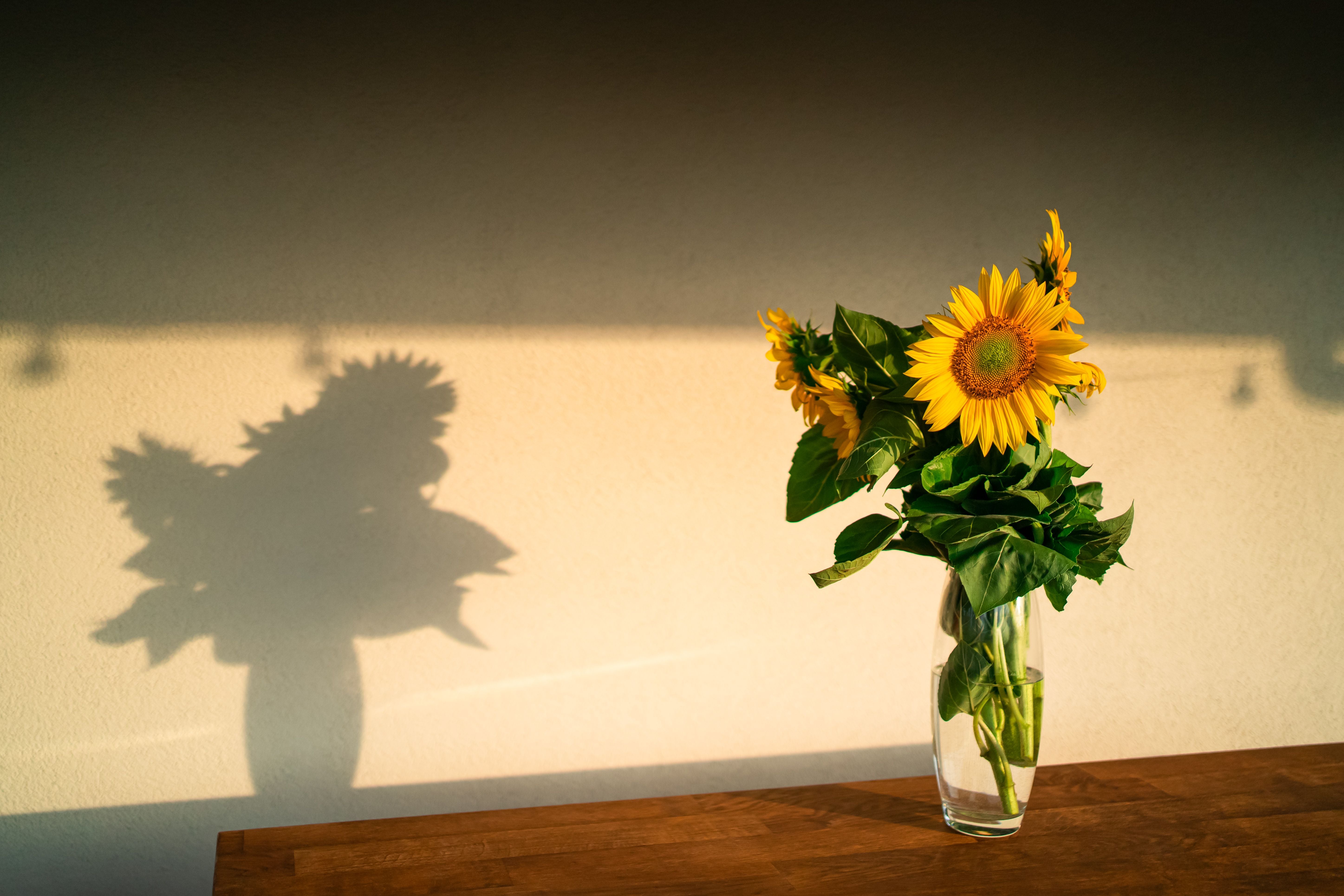 Sonnenblumen in einer Glasvase werfen einen Schatten an eine Wand im Sonnenuntergang.