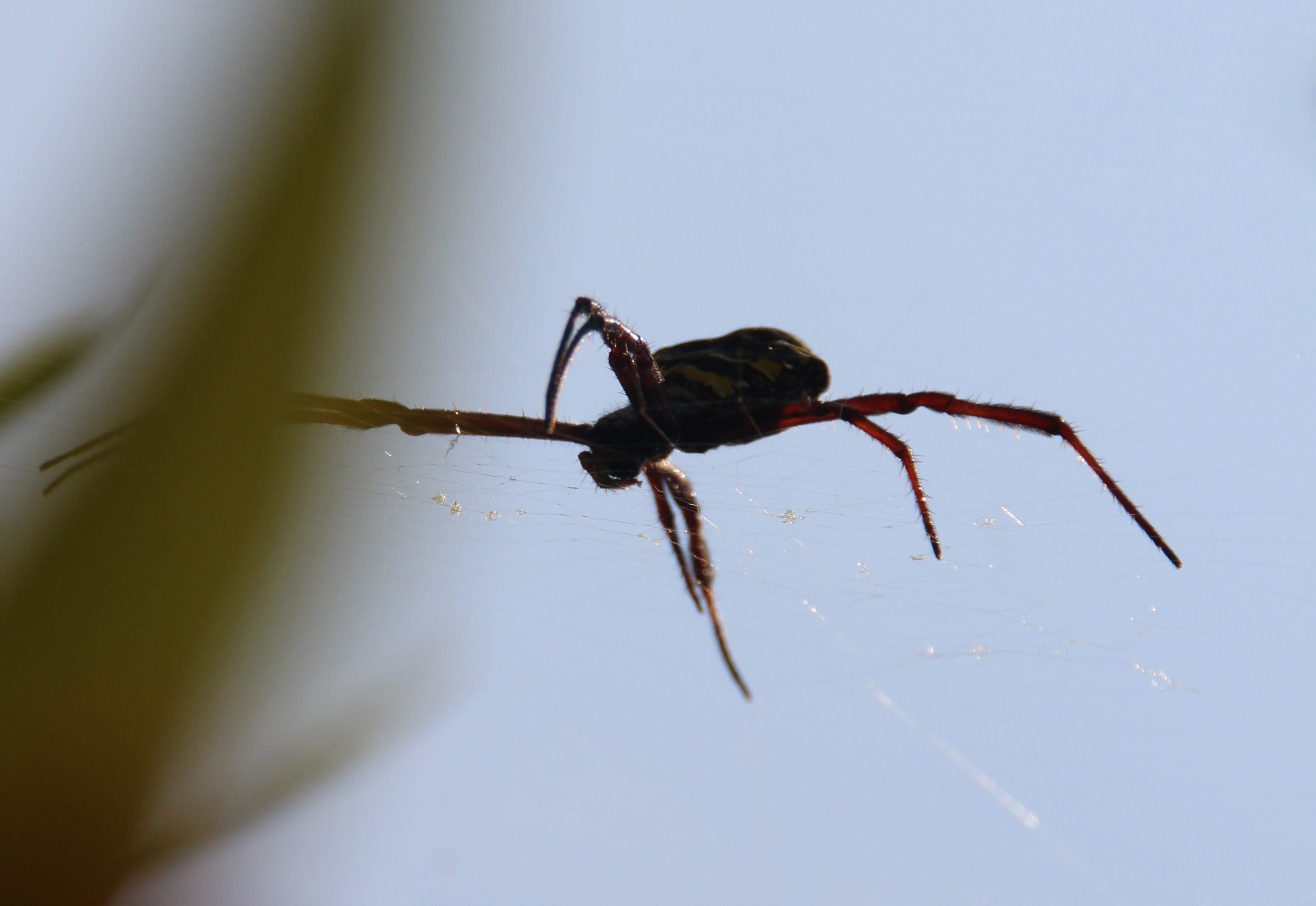 Nahaufnahme einer jungen gelben Spinne in ihrem Netz vor blauem Himmel.