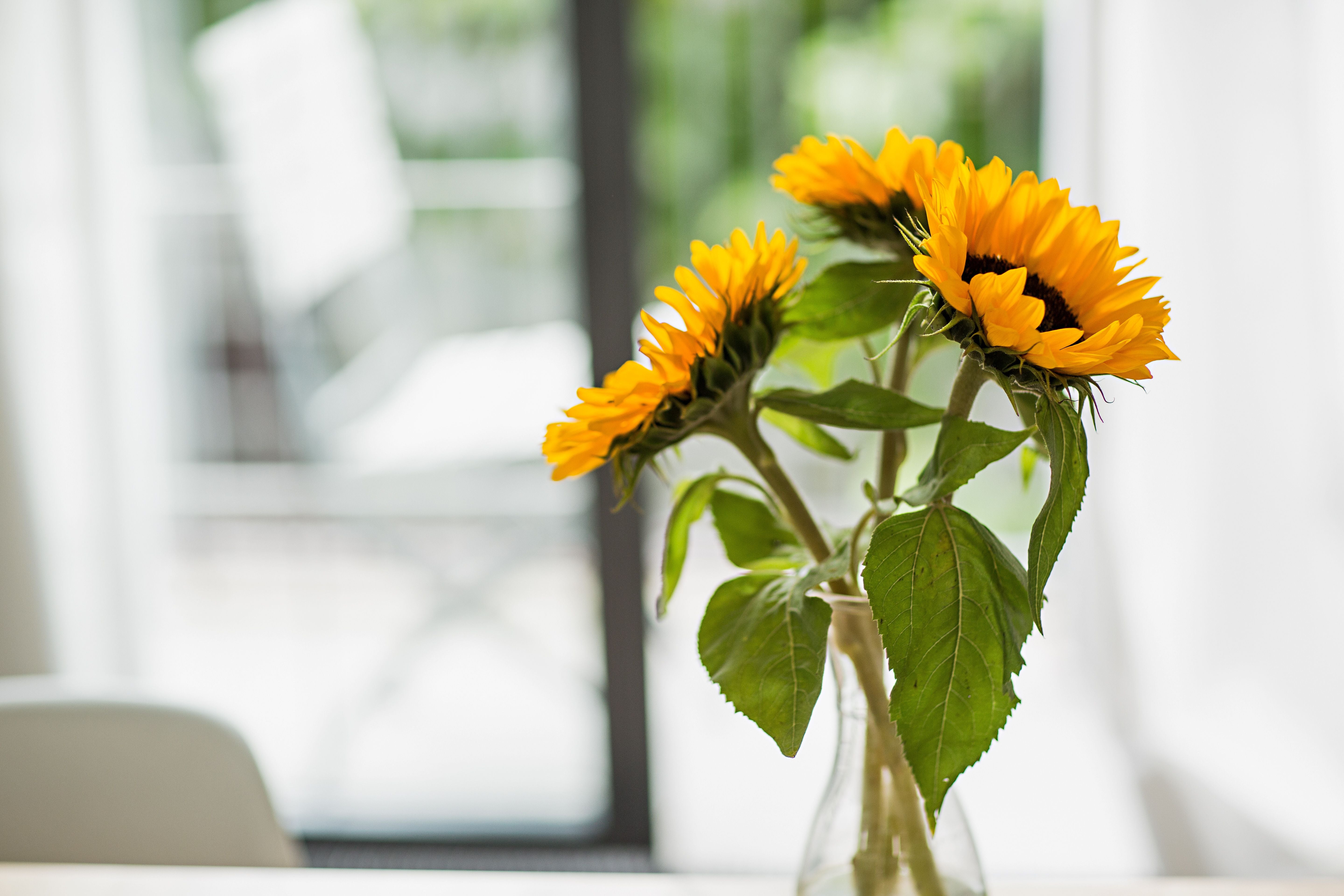 Drei Sonnenblumen stehen in einer Glasvase vor einem Fenster mit unscharfem Hintergrund.