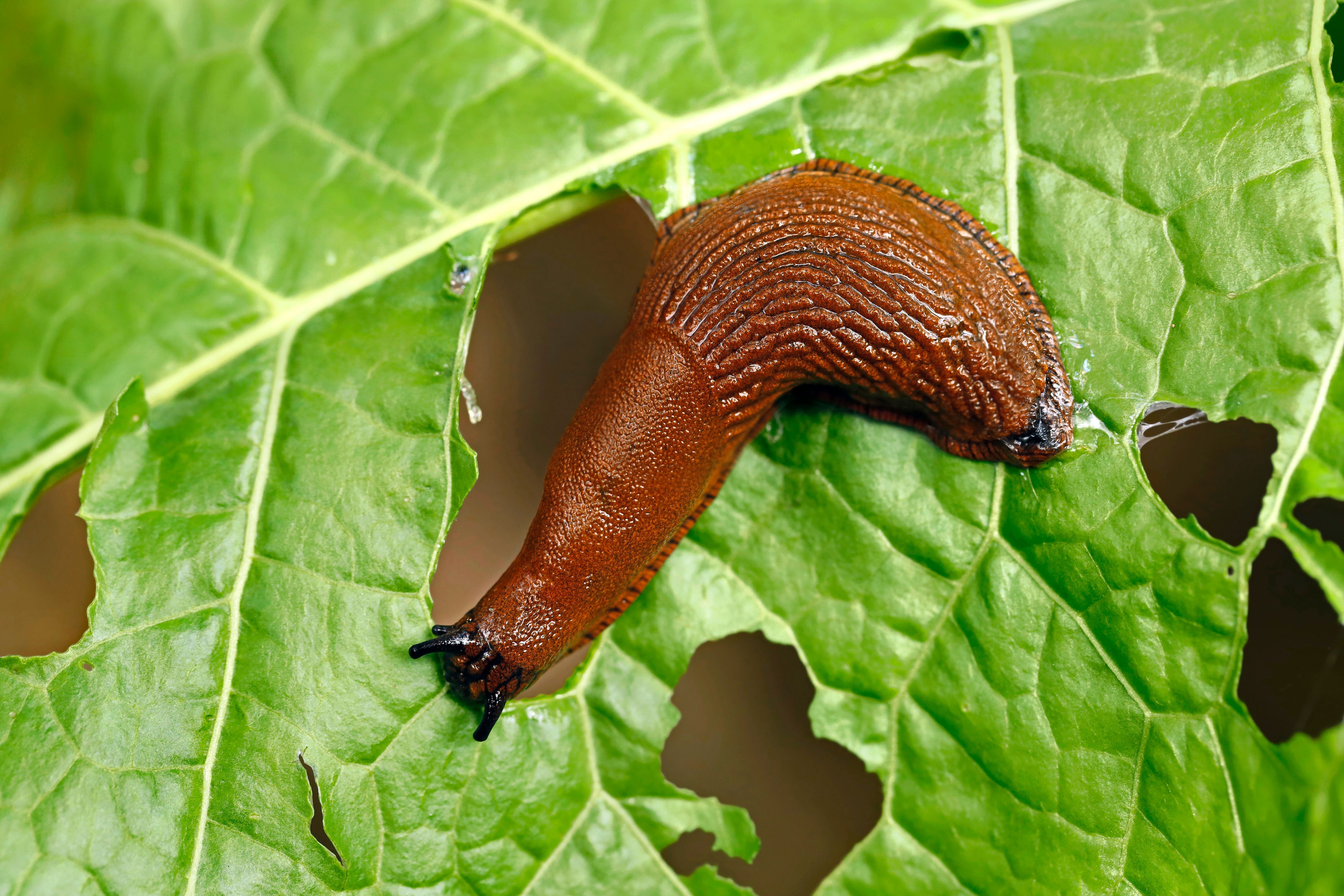 Braune Nacktschnecke frisst Löcher in grünes Salatblatt im Gemüsegarten.