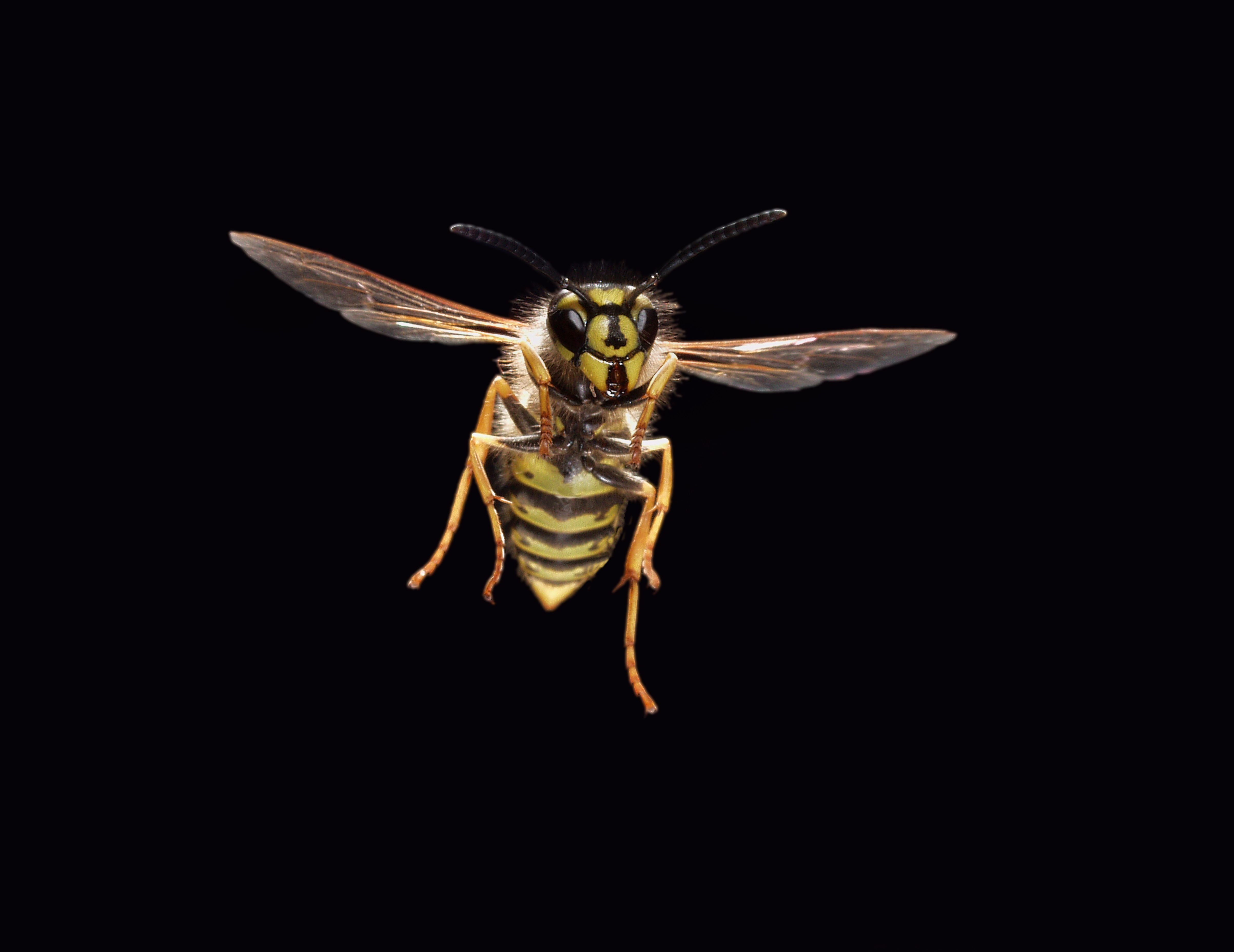 Fliegende Wespe von unten vor schwarzem Hintergrund, Flügel ausgebreitet.