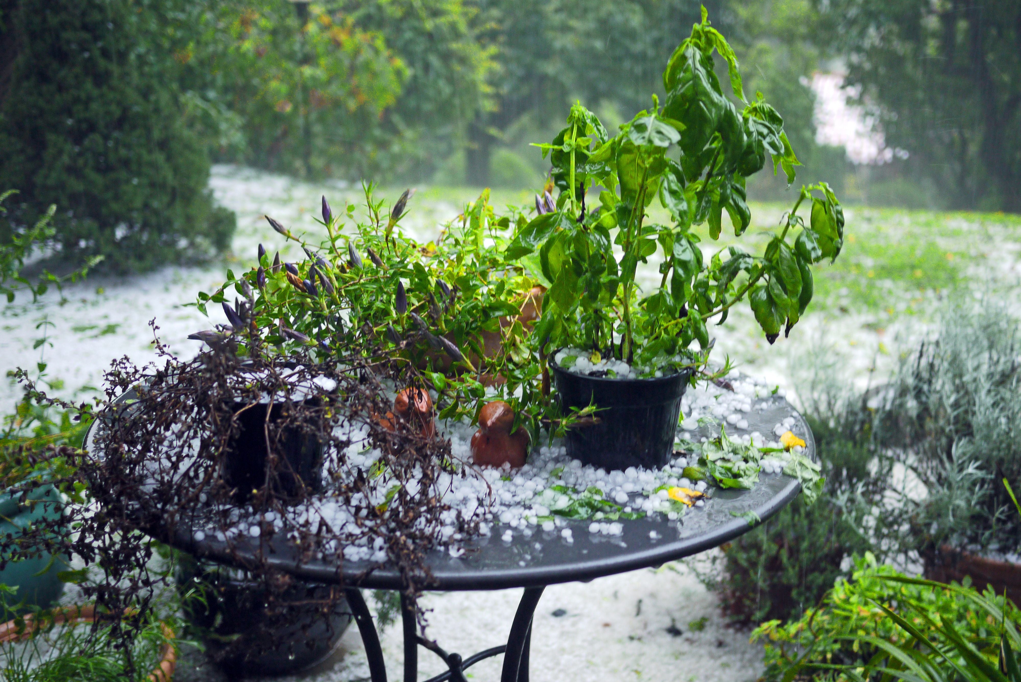 Runder Tisch mit grünen Pflanzen und Hagelkörnern nach einem starken Sommergewitter im Garten.
