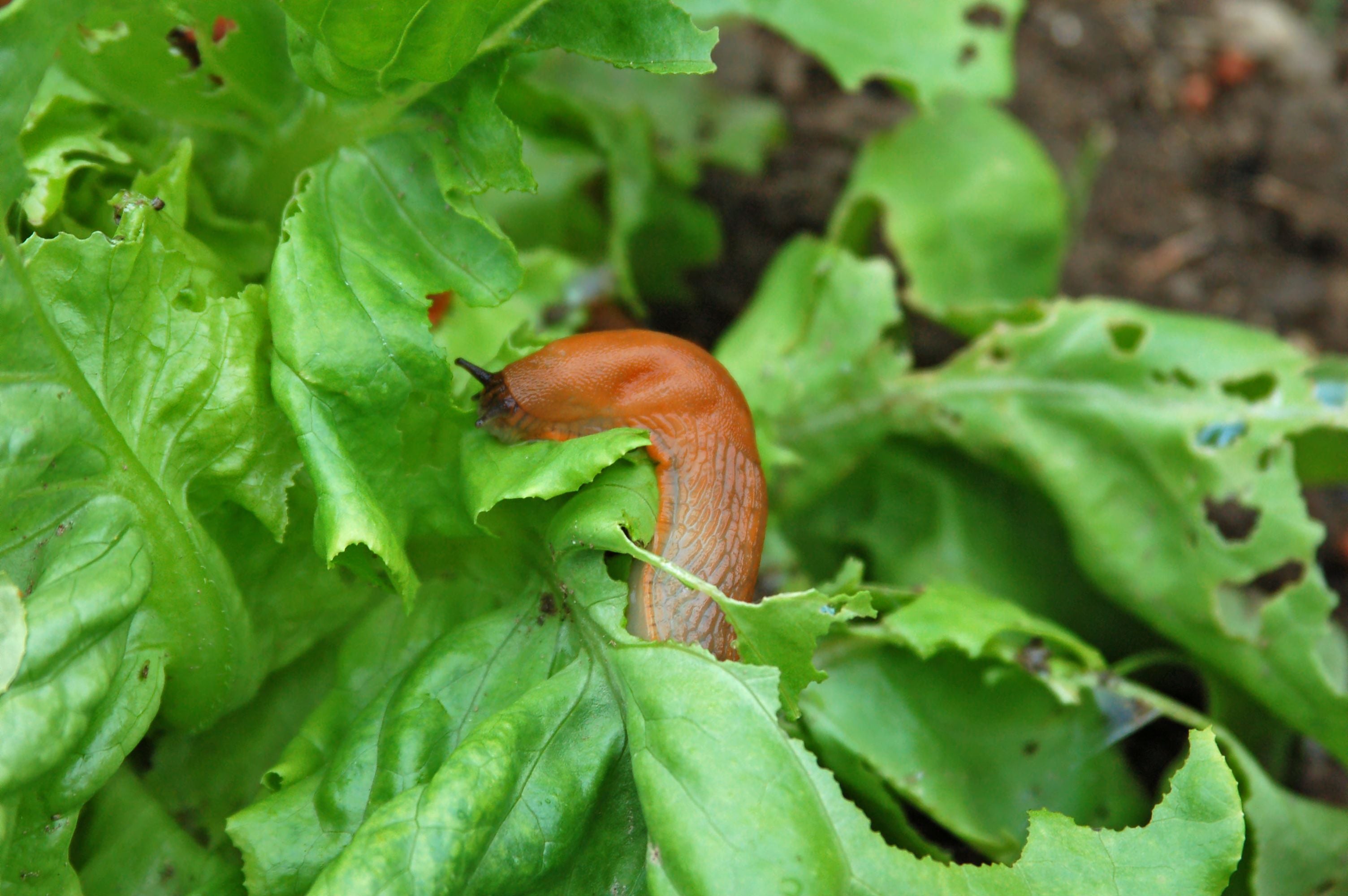 Eine braune Nacktschnecke frisst an einem grünen Salatblatt im Garten.