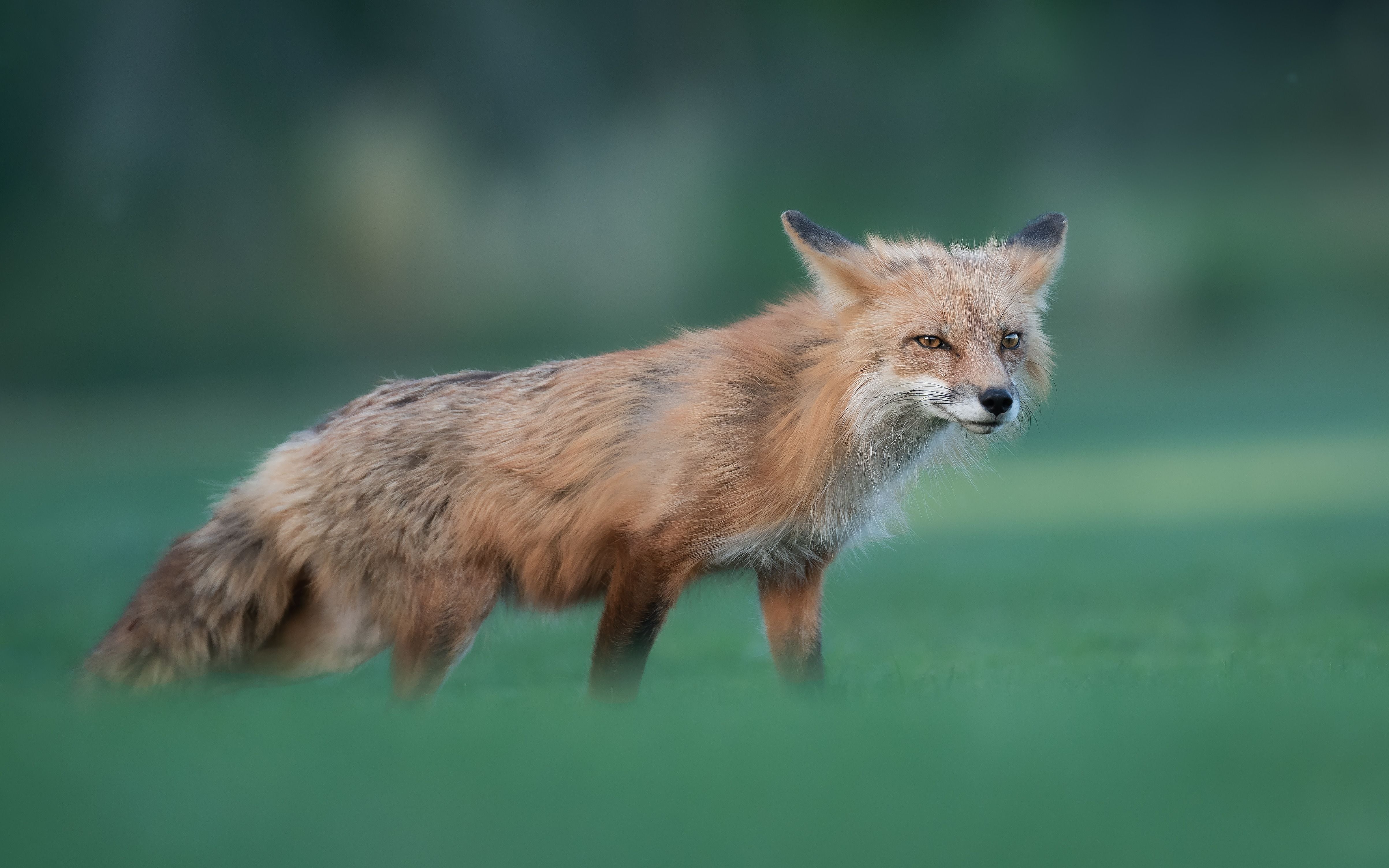 Ein Fuchs steht auf einer grünen Wiese und blickt nach rechts.