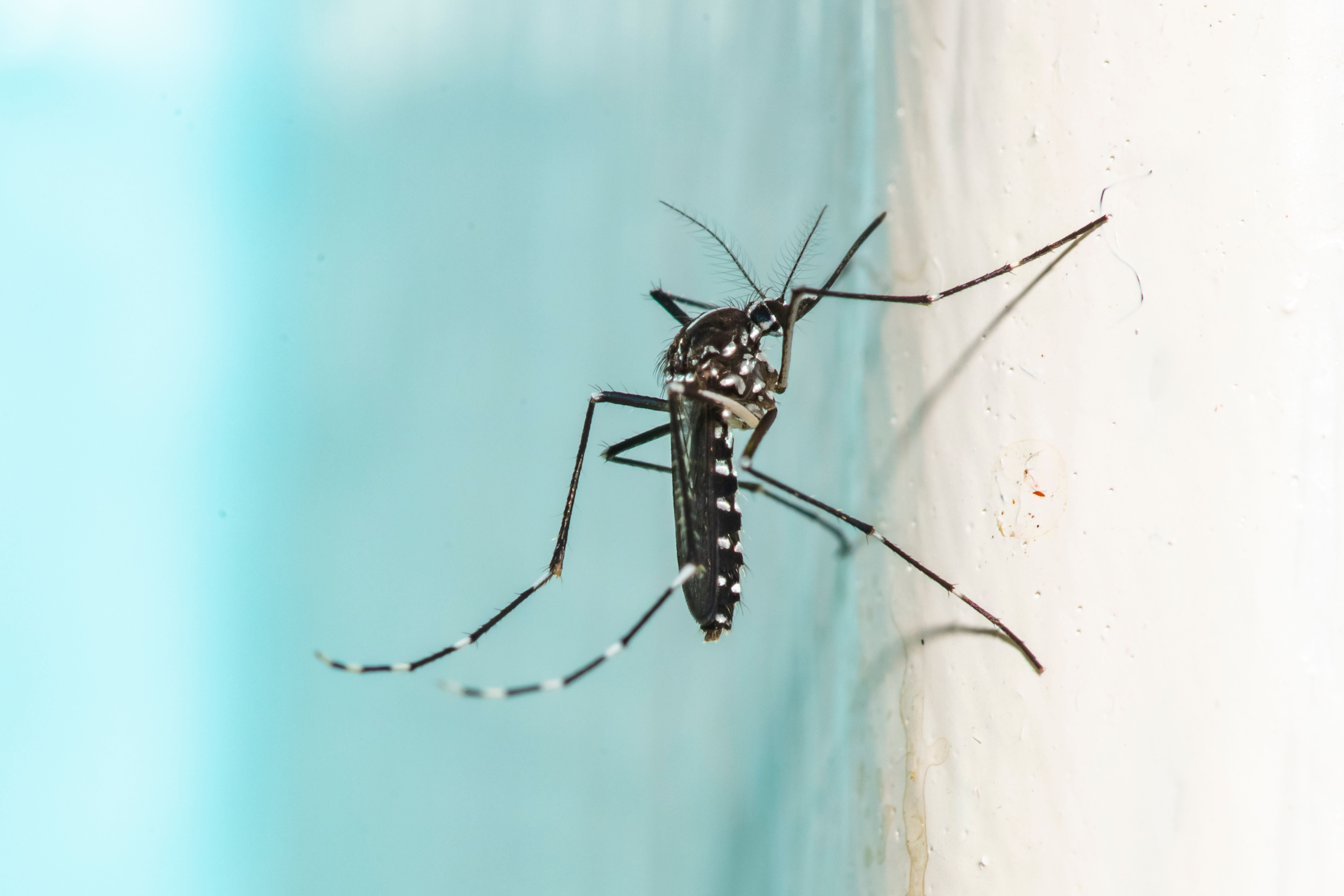 Asiatische Tigermücke sitzt an einer hellen Wand neben einem Pool.