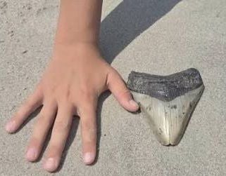 Eine Hand liegt neben einem großen fossilen Zahn im Sand zum Größenvergleich.