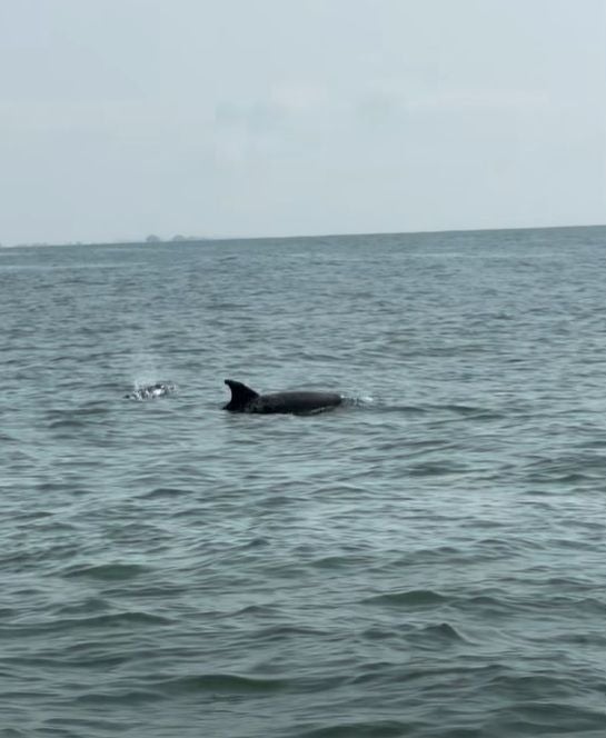Ein Delfin schwimmt an der Wasseroberfläche im Meer bei Lignano.