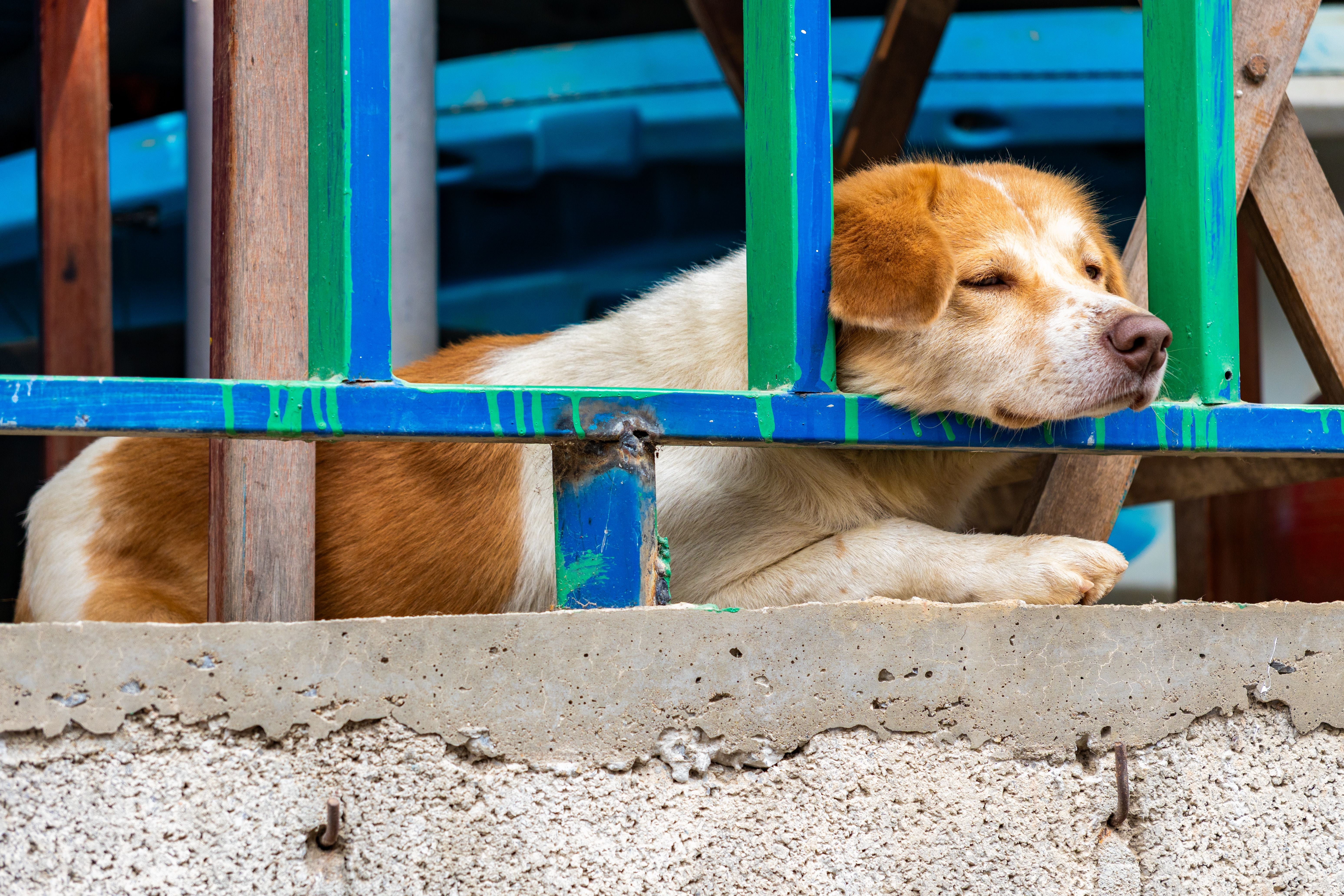 Ein Hund liegt schlafend mit dem Kopf zwischen bunten Geländerstreben.