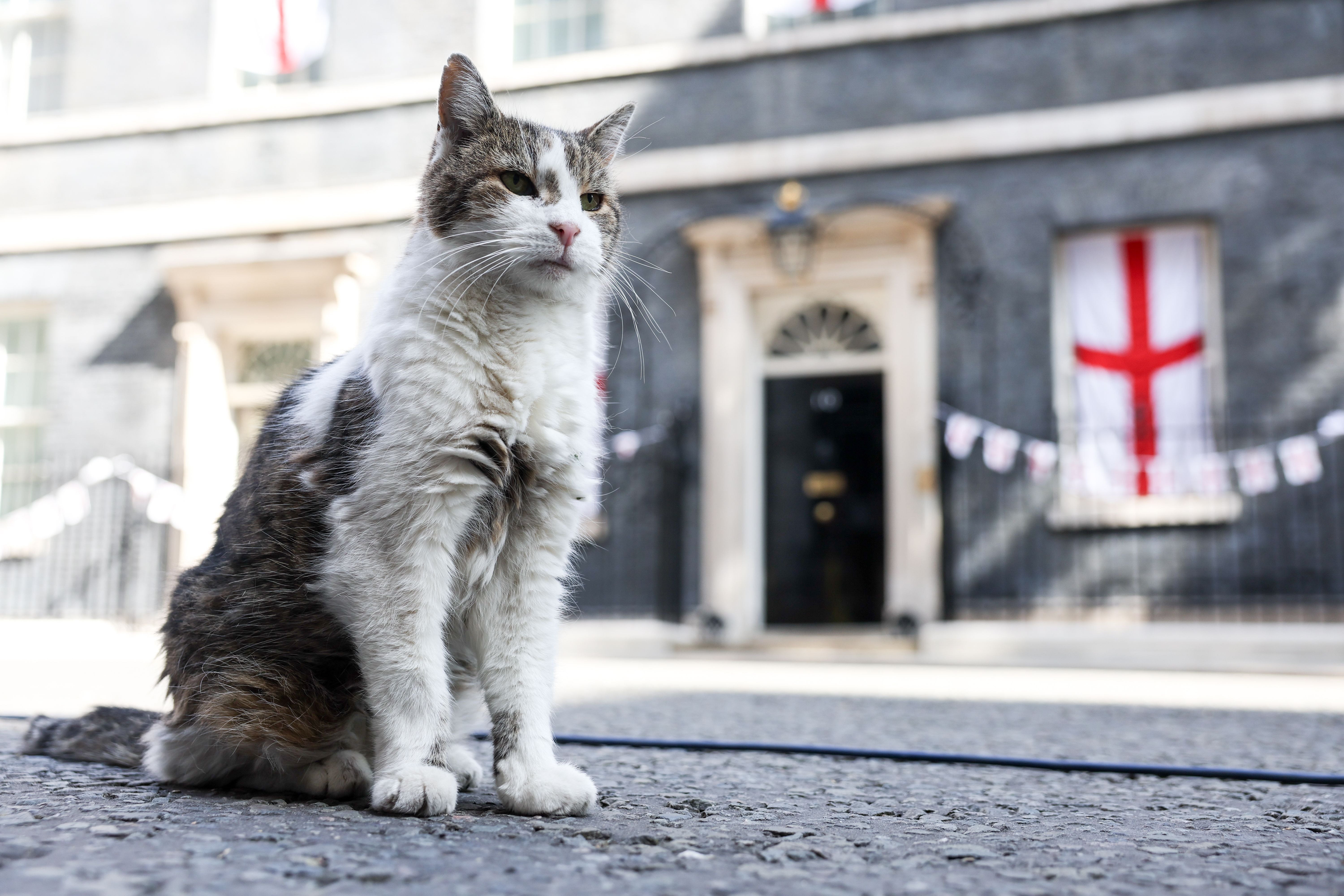 Eine getigerte Katze sitzt vor der Haustür von 10 Downing Street in London.