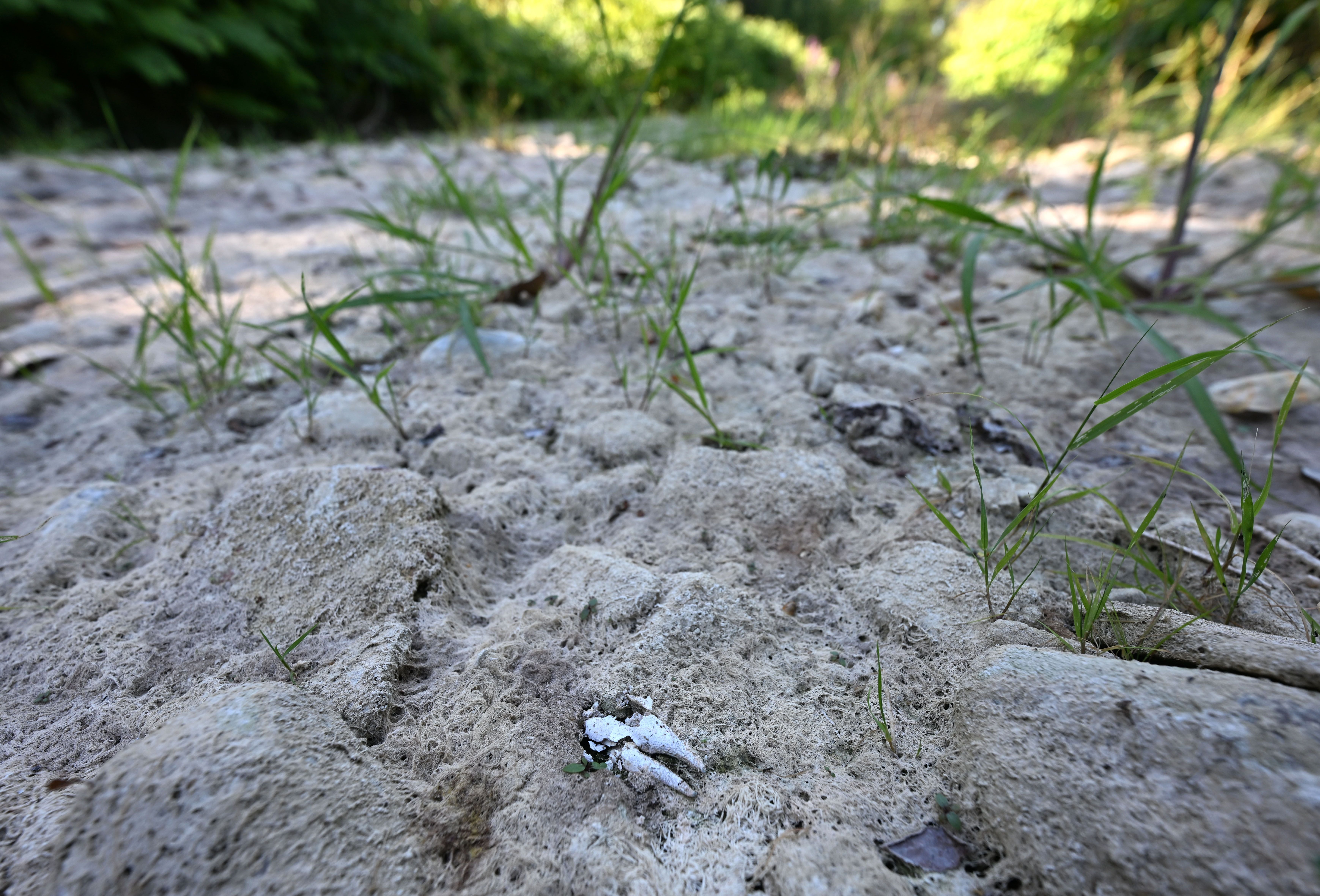 Ausgetrocknetes Flussbett mit spärlichem Grasbewuchs in Neulengbach bei starker Trockenheit.