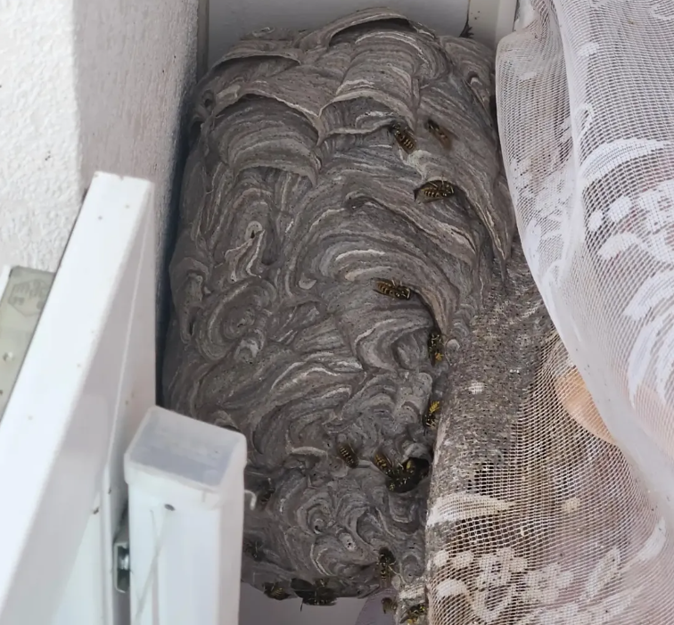 Großes Wespennest mit vielen Wespen verborgen hinter einer Gardine an einer Wand.