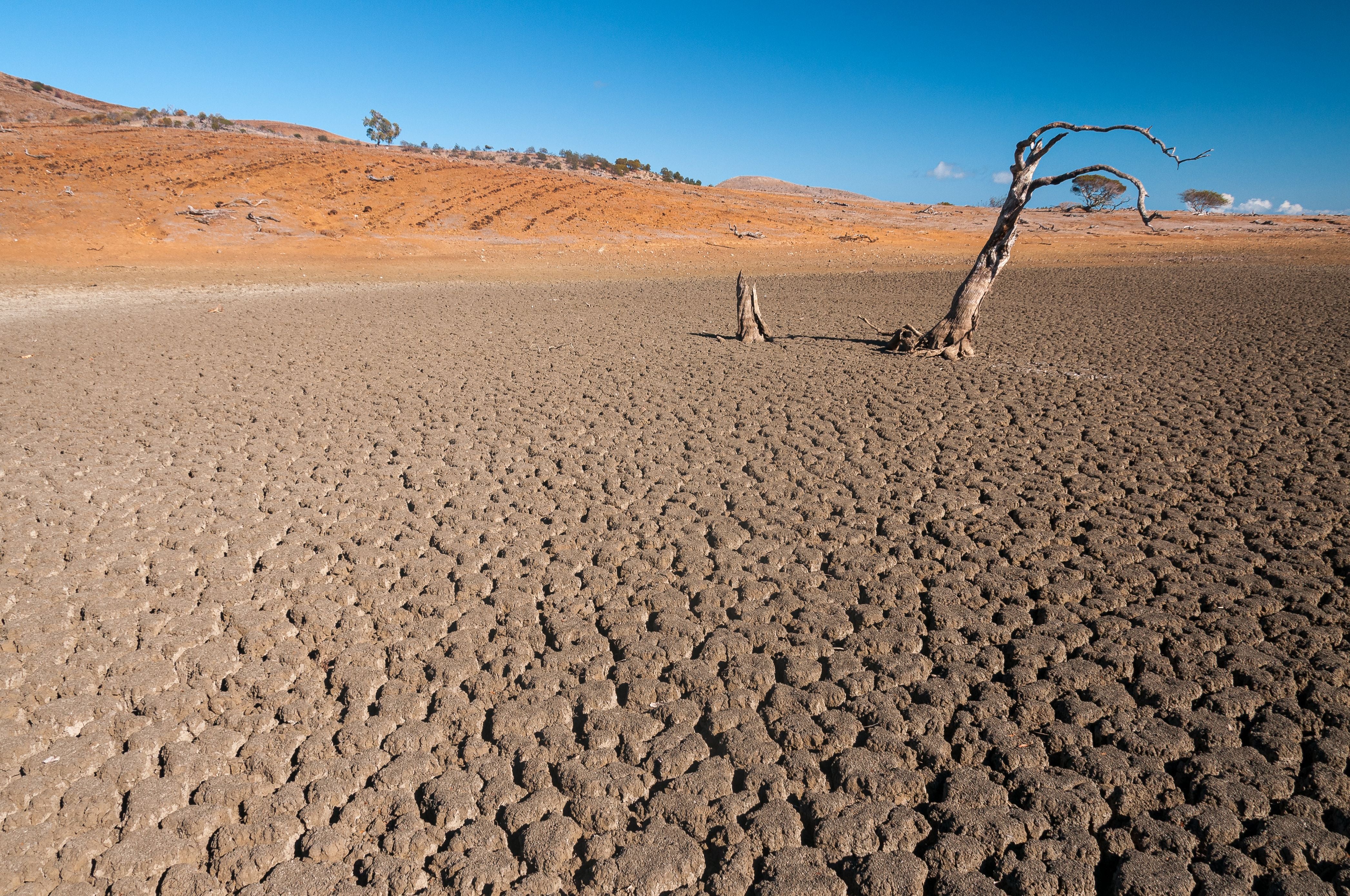 Trockene, aufgerissene Erde mit abgestorbenem Baum in einer kargen Landschaft unter blauem Himmel.