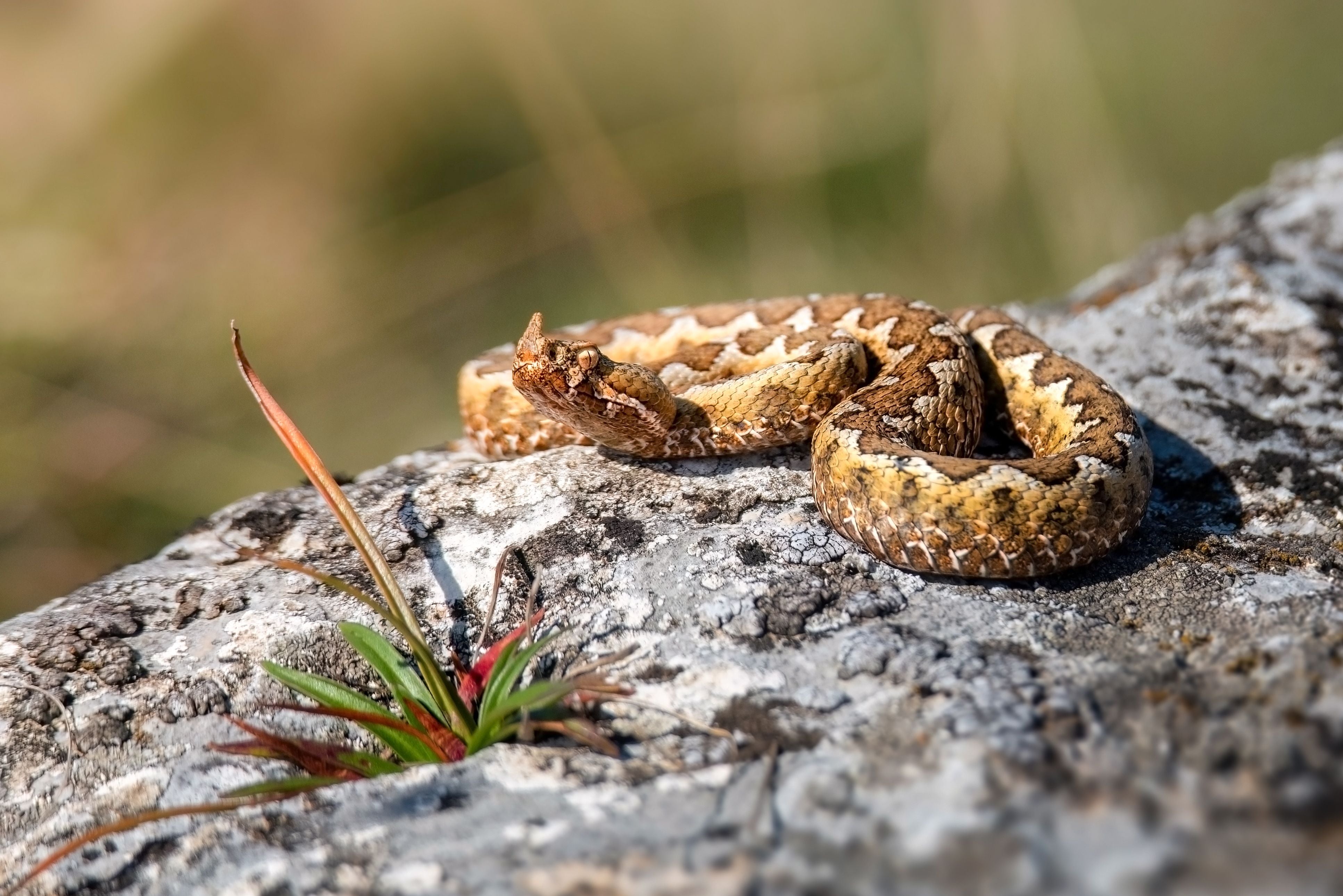 Eine braune Hornviper liegt zusammengerollt auf einem grauen Felsen in der Sonne.