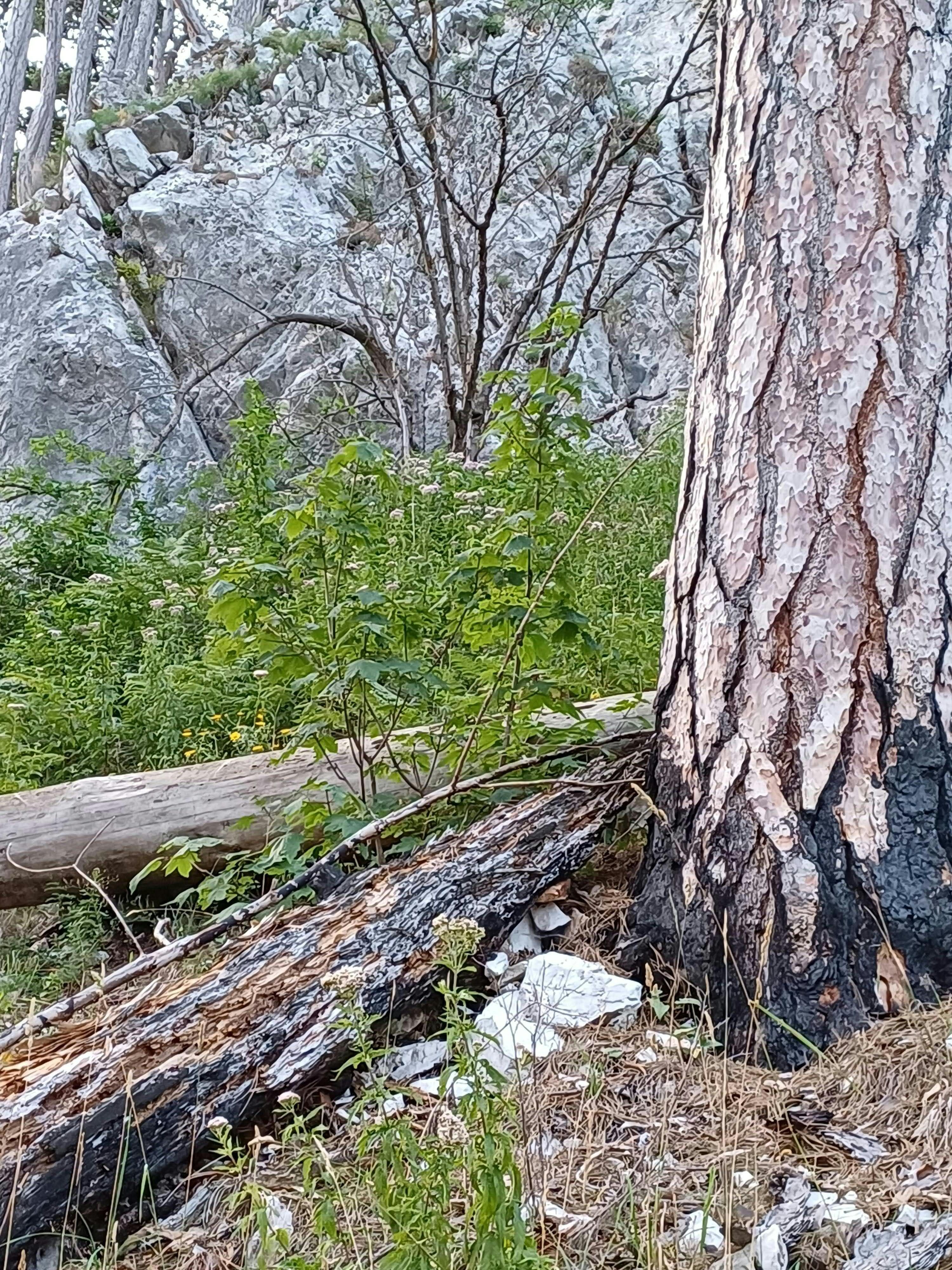 Verkohlter Baumstamm, grüne Pflanzen und Felsen zeugen von einem vergangenen Waldbrand.