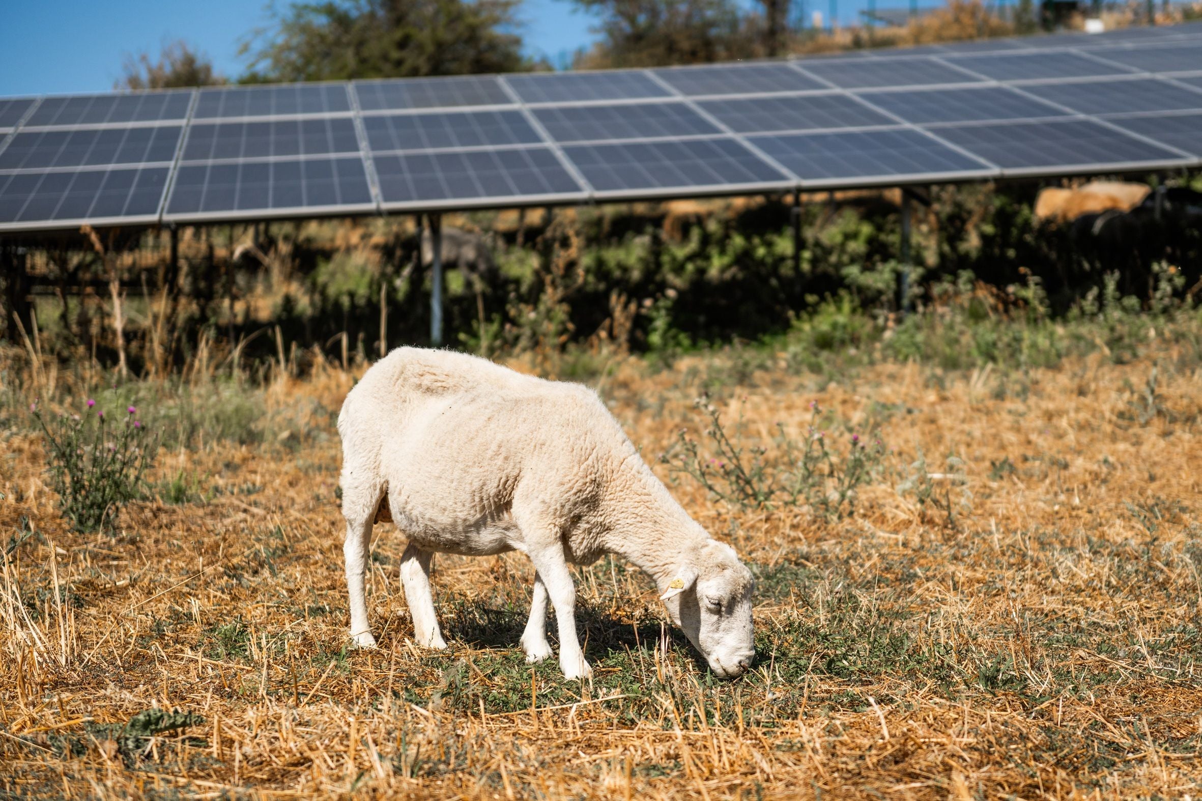 Ein Schaf weidet auf einer Wiese vor einer großen Solaranlage.