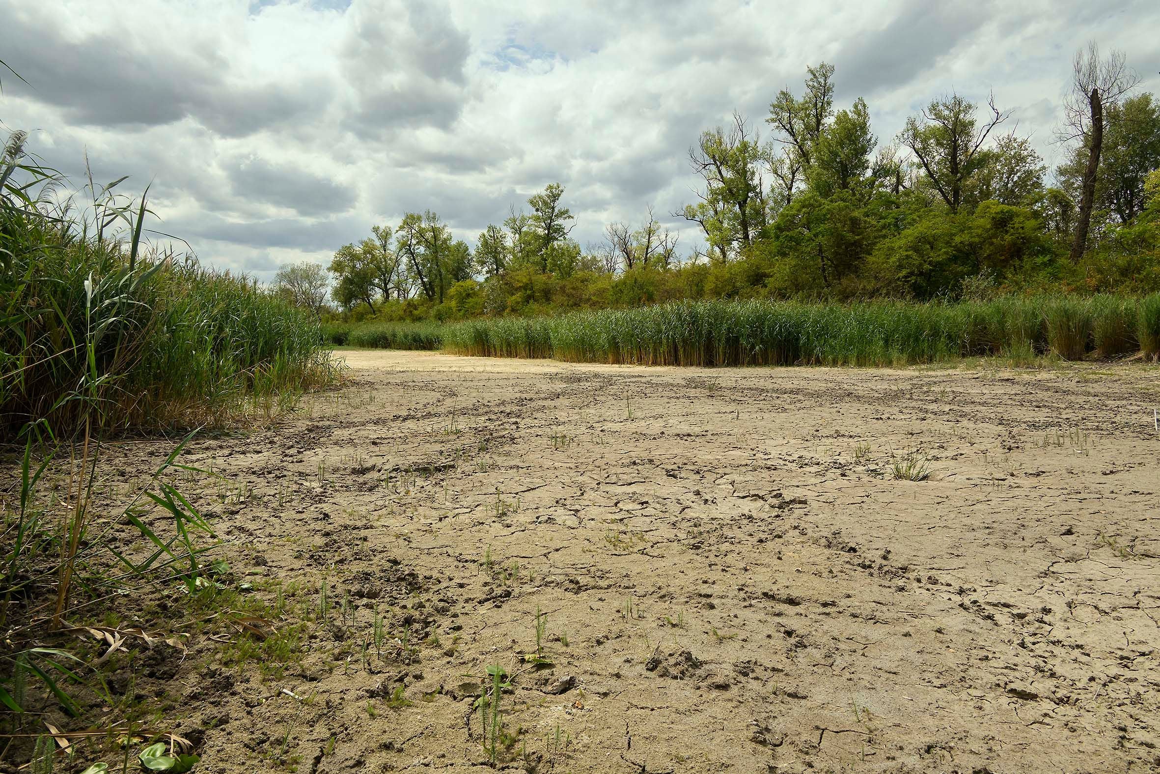 Ausgetrocknetes Flussbett in der Lobau mit rissigem Boden und Schilf unter bewölktem Himmel.