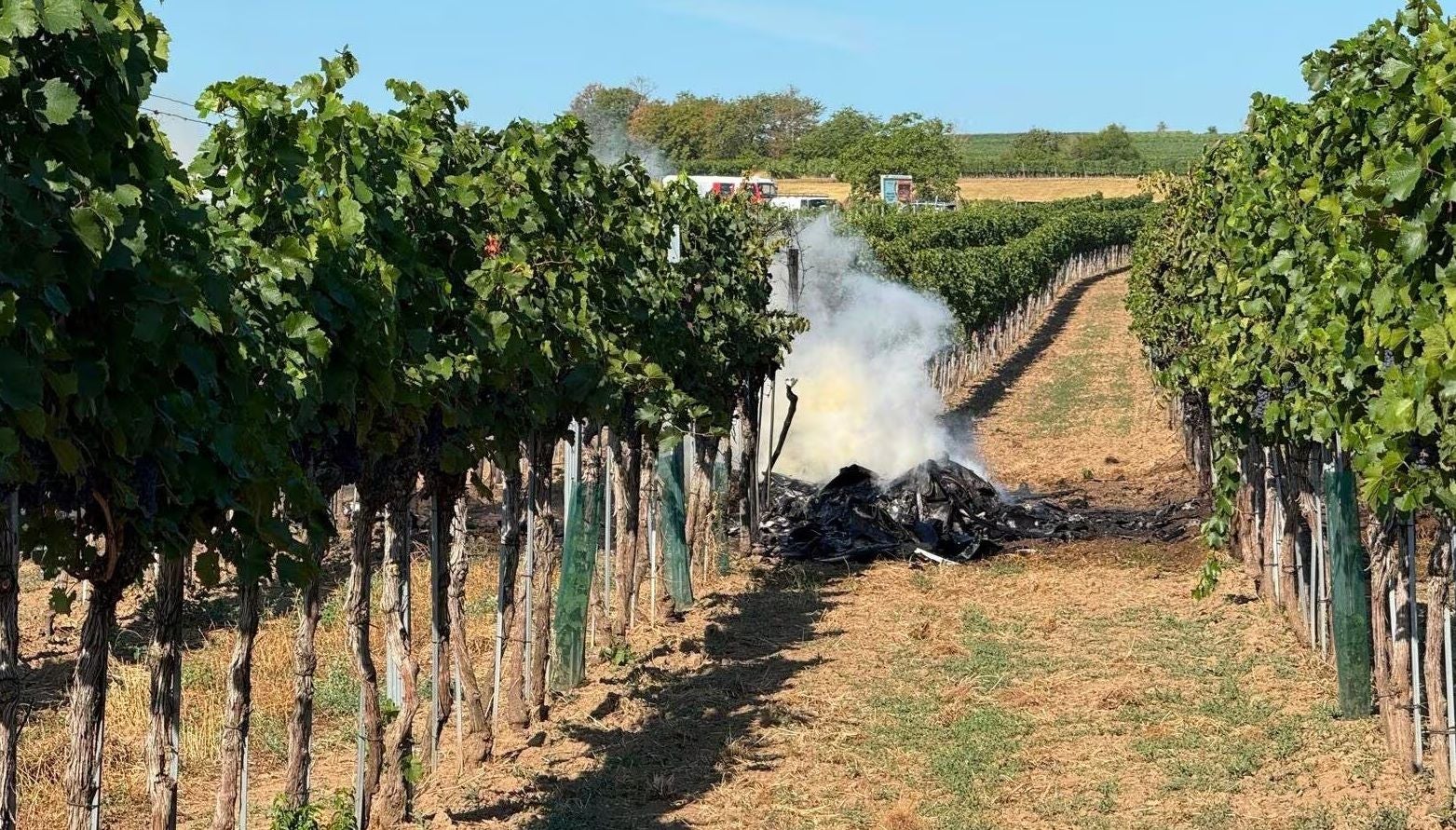 Rauch steigt zwischen Rebenreihen in einem Weinberg bei Krems auf.