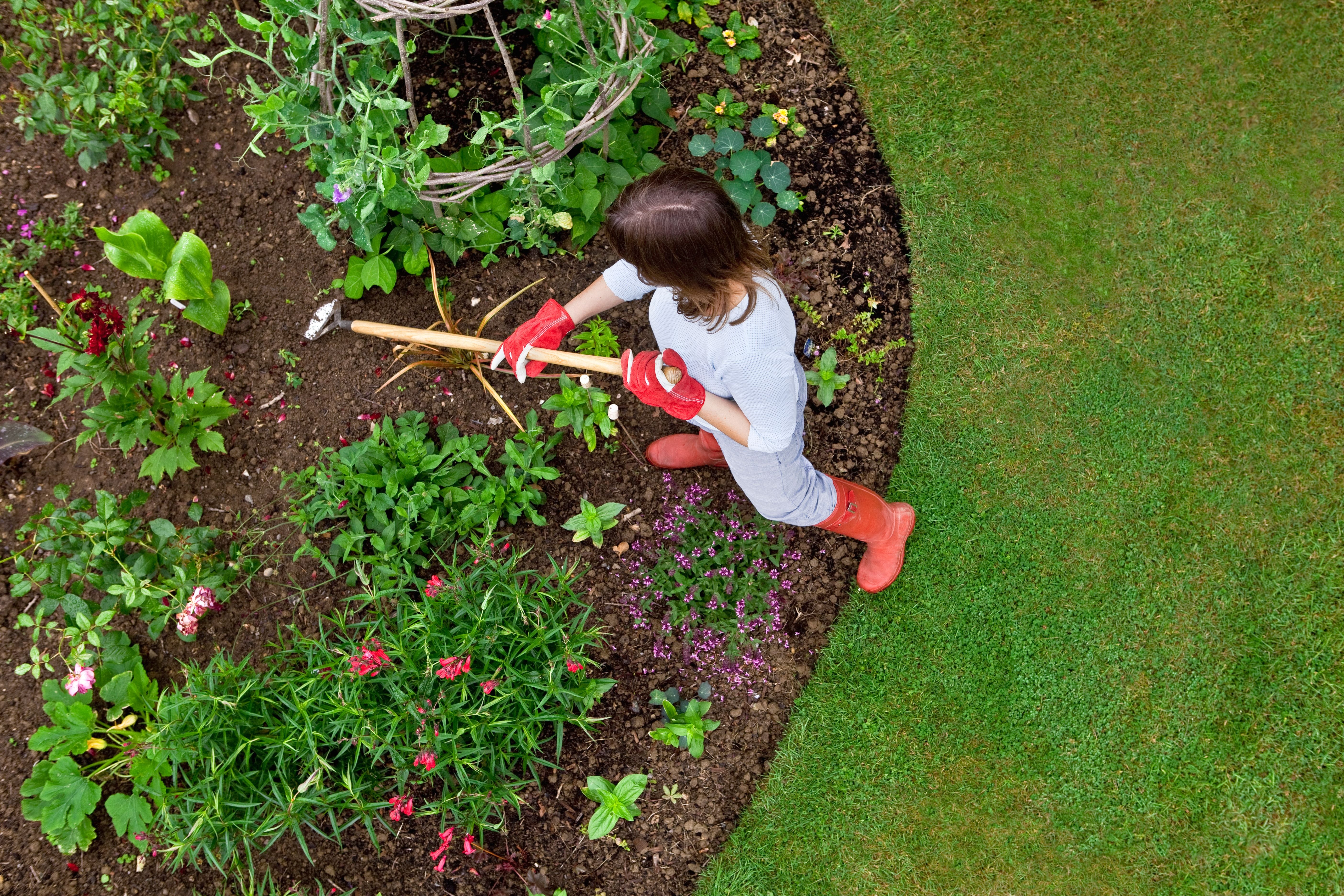 Frau jätet mit einer Hacke ein Blumenbeet im Garten, umgeben von verschiedenen Pflanzen.