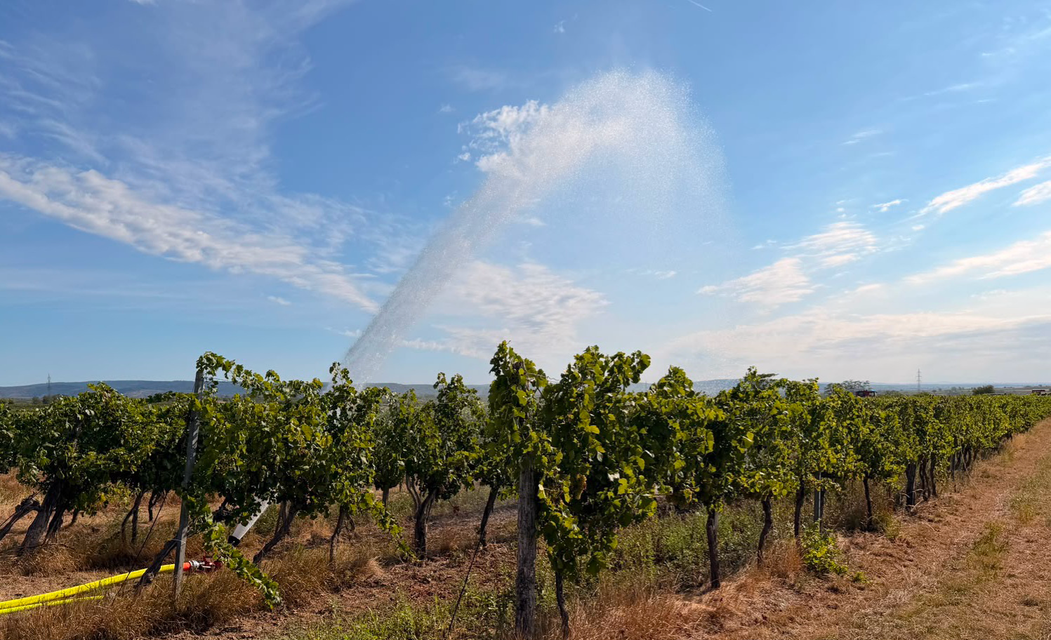 Ein Weinberg in Krems wird mit einem hohen Wasserstrahl bewässert.