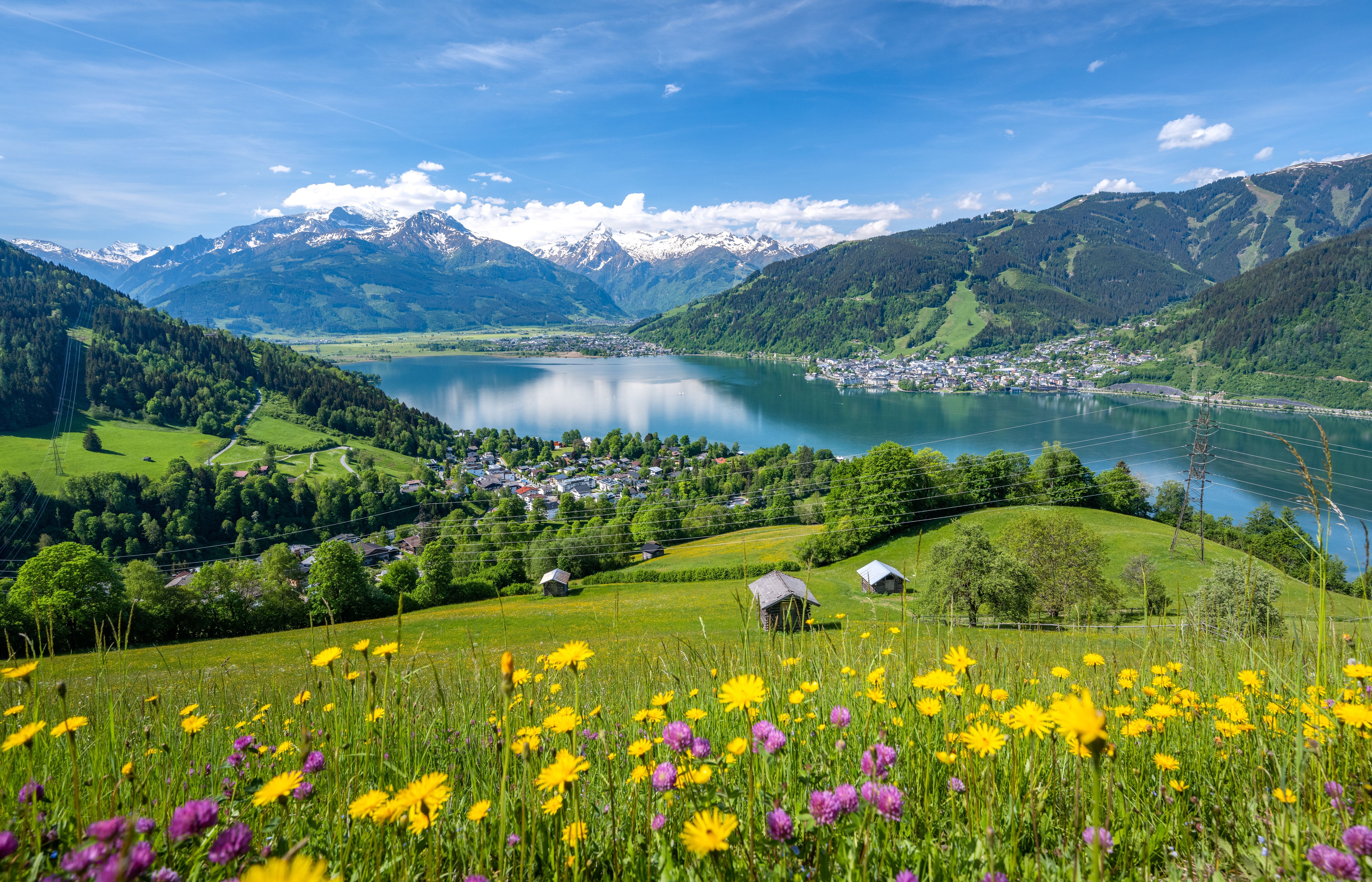 Blumenwiese vor See und schneebedeckten Bergen bei Zell am See an einem sonnigen Sommertag.