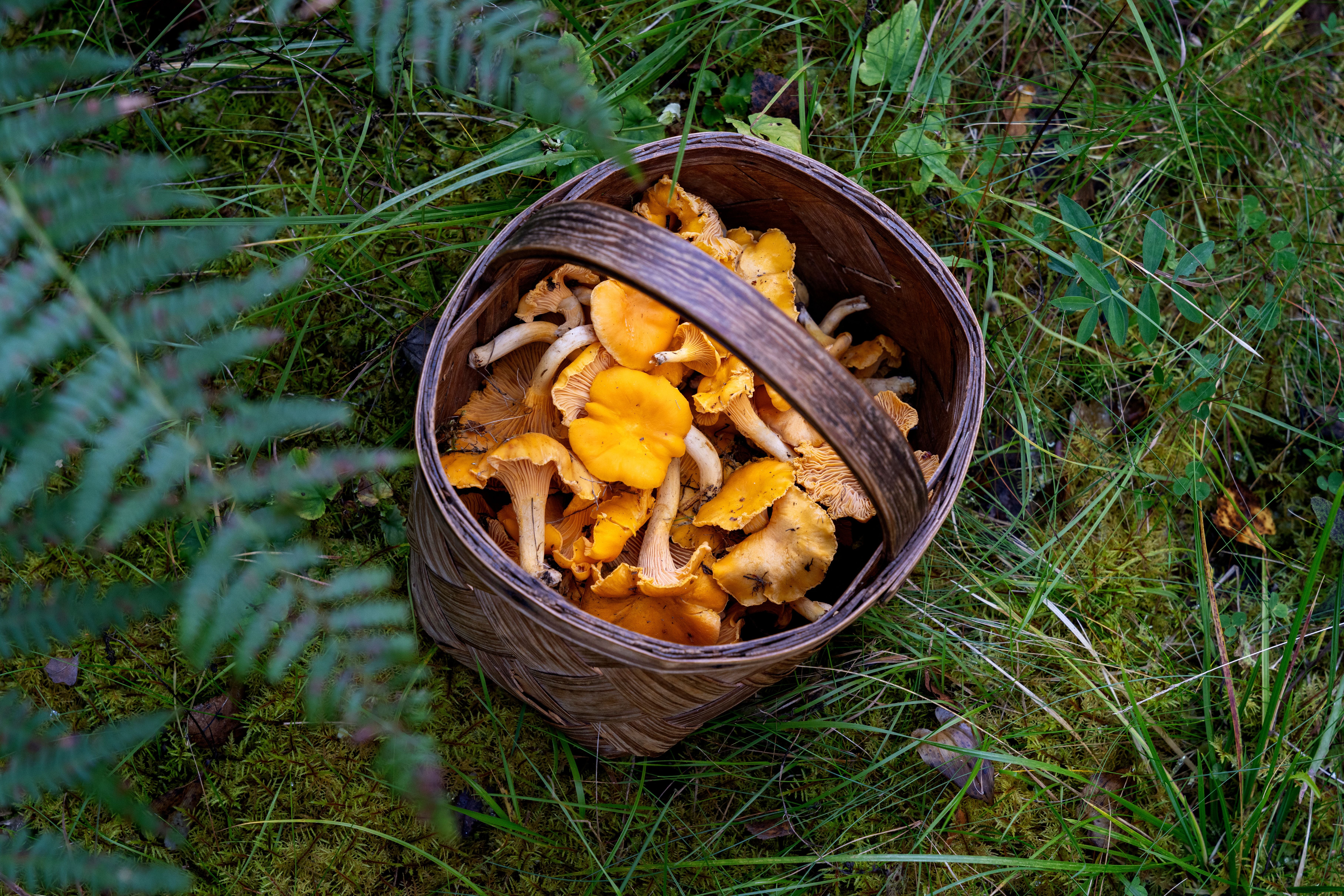Korb mit Pfifferlingen steht im grünen Gras zwischen Pflanzen im Wald.