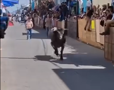 Ein Stier läuft auf einer Straße in Mexiko, während Menschen hinter Absperrungen zuschauen.