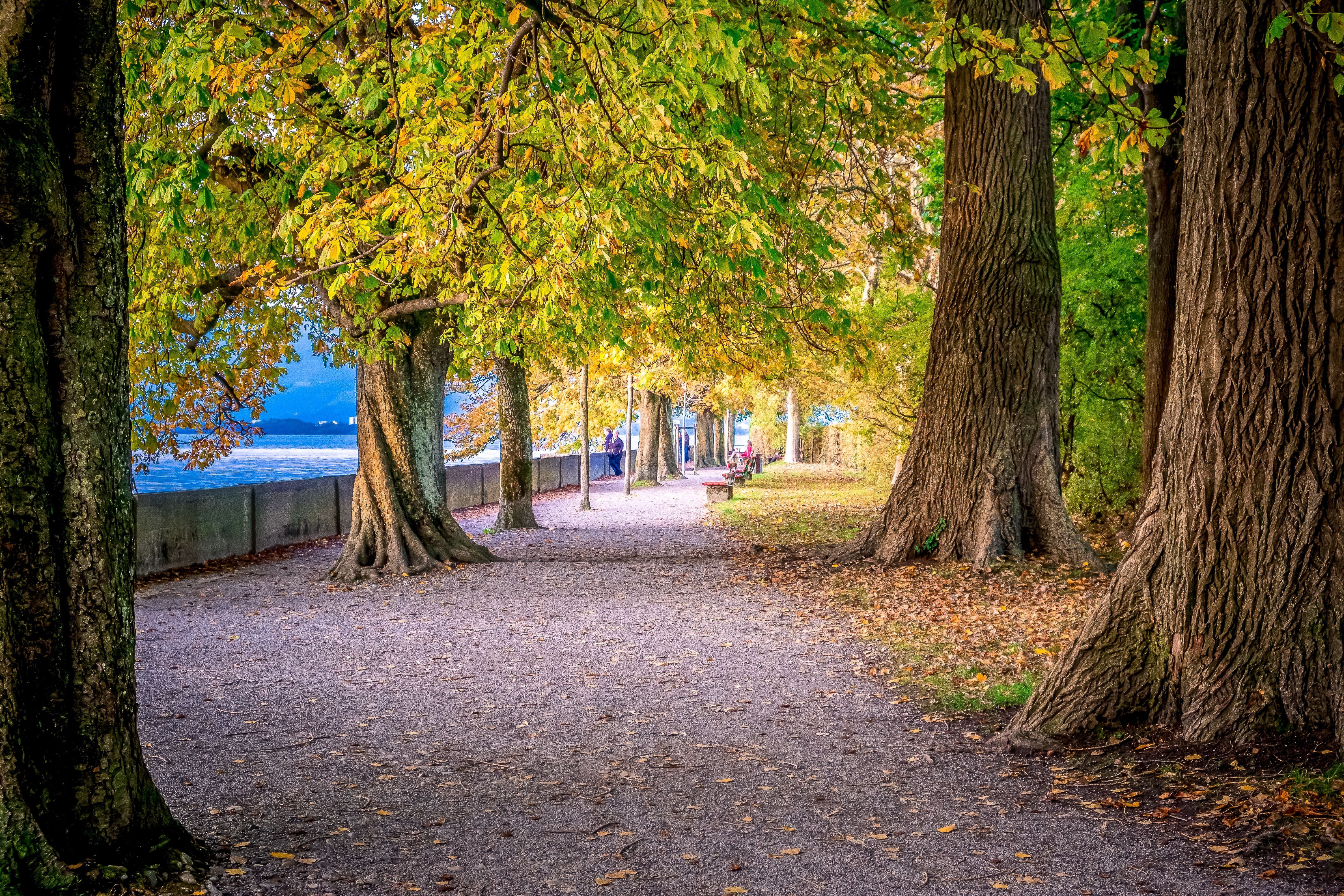 Breiter Spazierweg mit hohen Bäumen und gelben Herbstblättern am Seeufer.