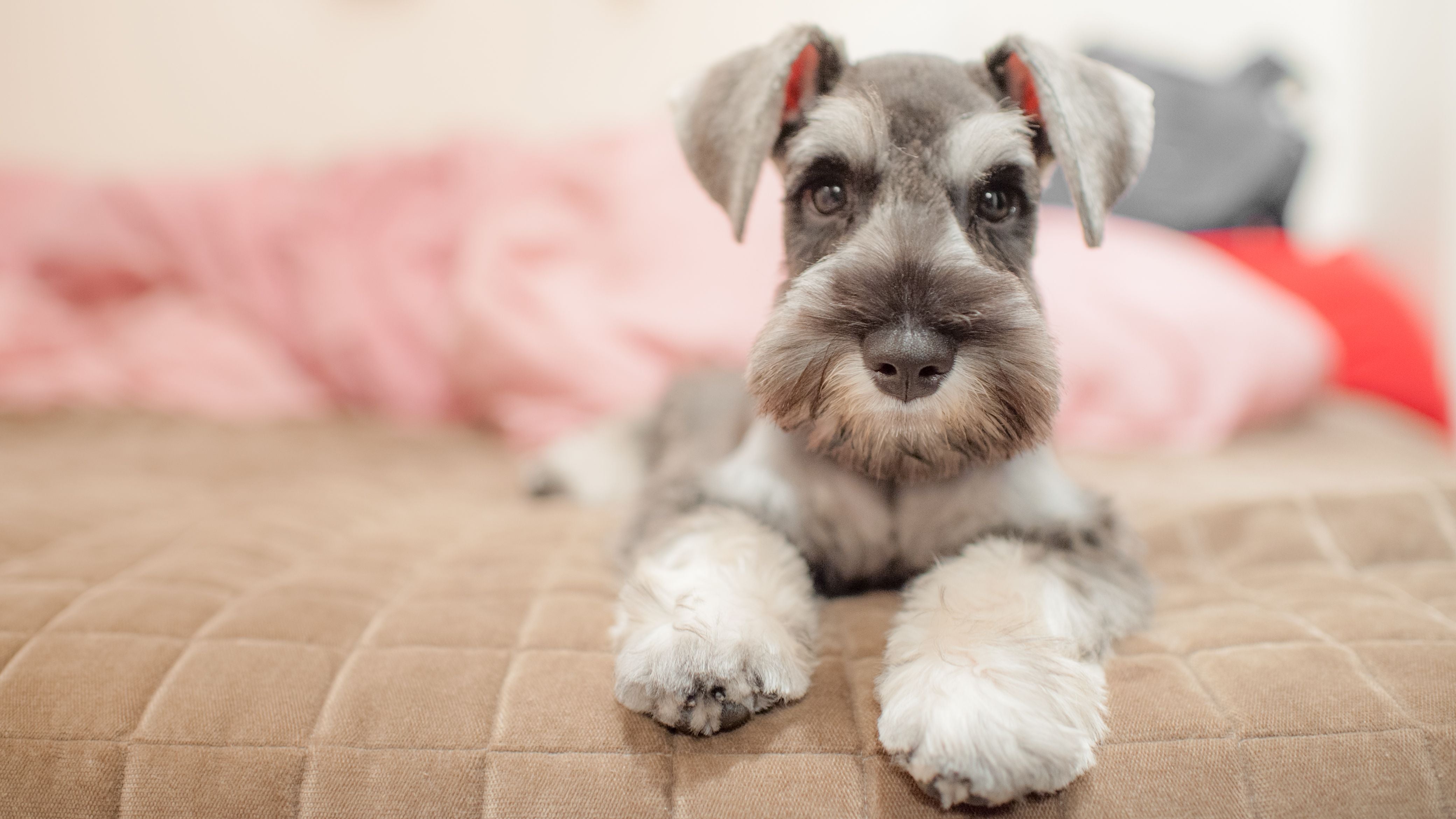 Schnauzer