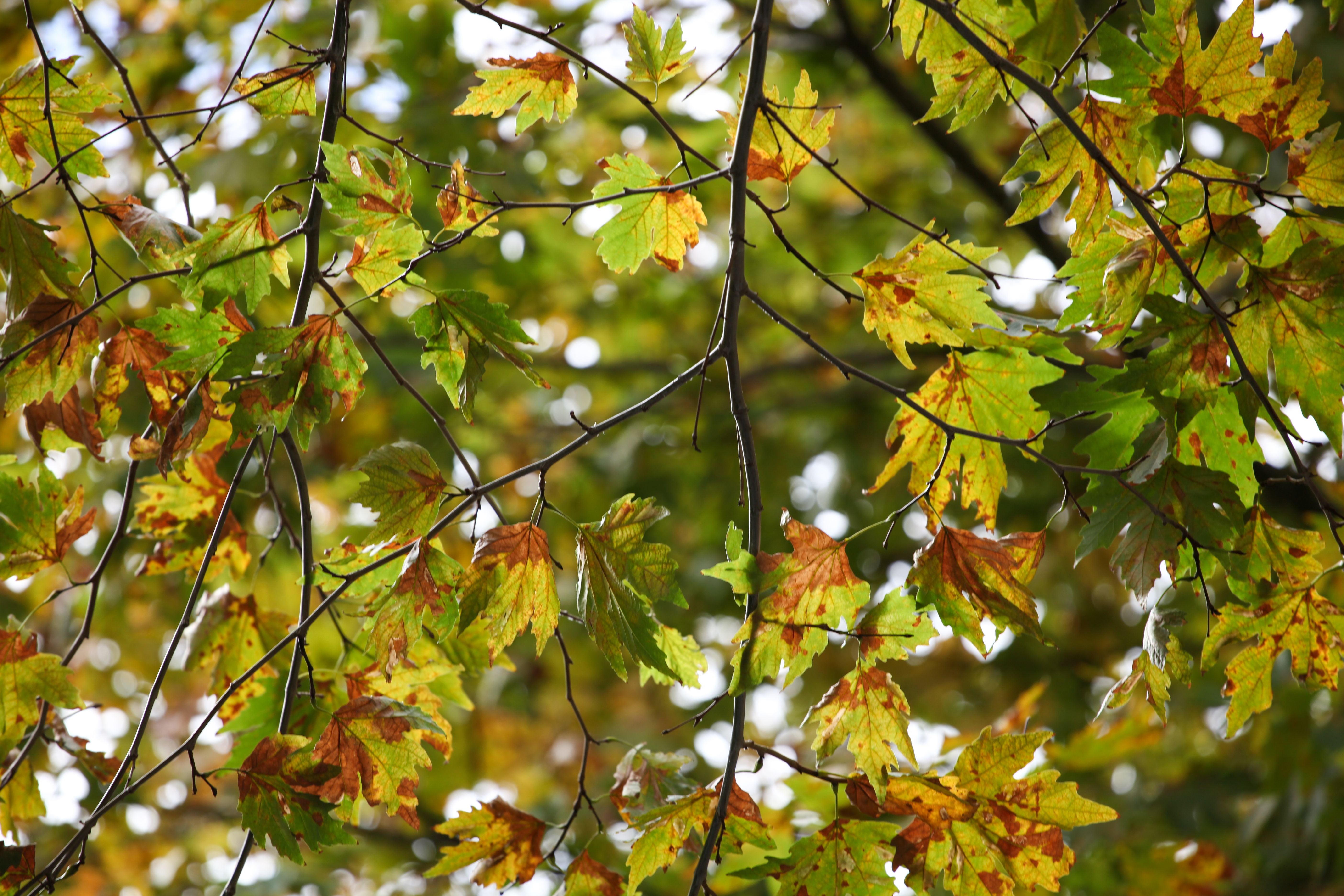 Grüne und gelbbraune Blätter hängen an dünnen Ästen im Herbst am Baum.