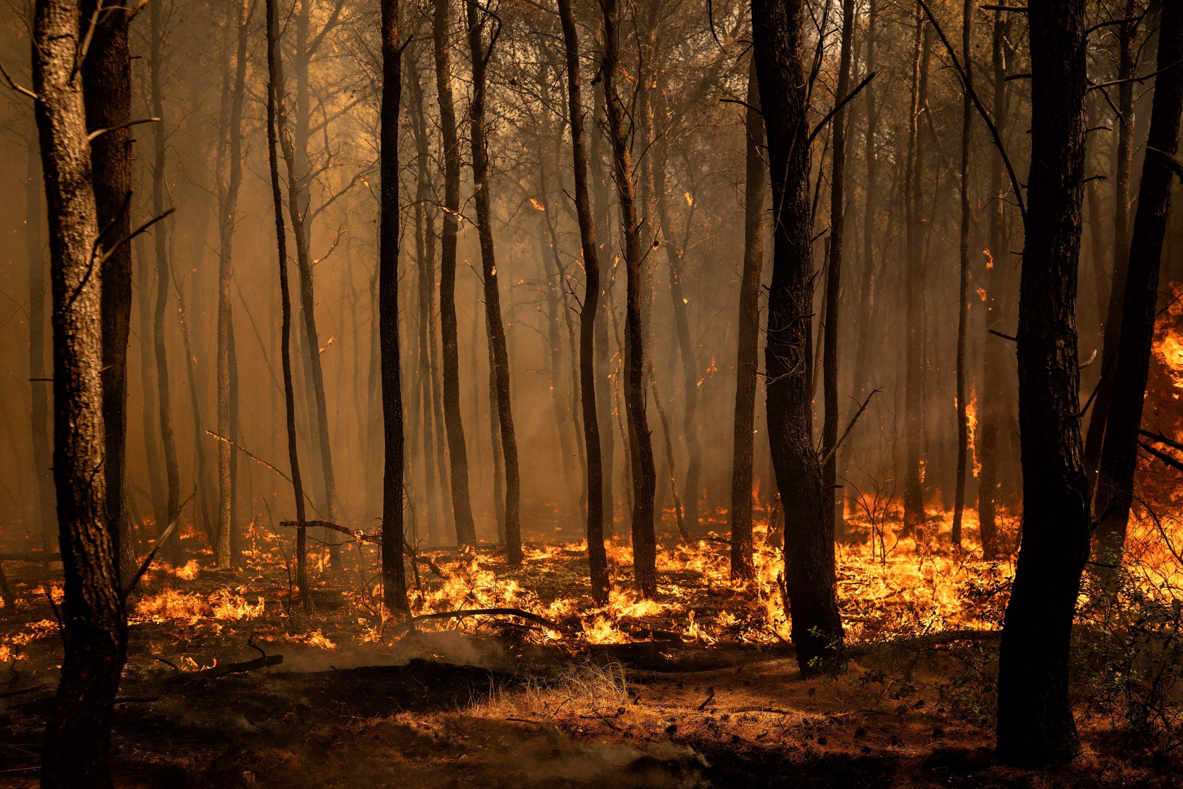 Waldbrand mit Flammen und Rauch zwischen Bäumen in einem dichten Wald bei Tageslicht.