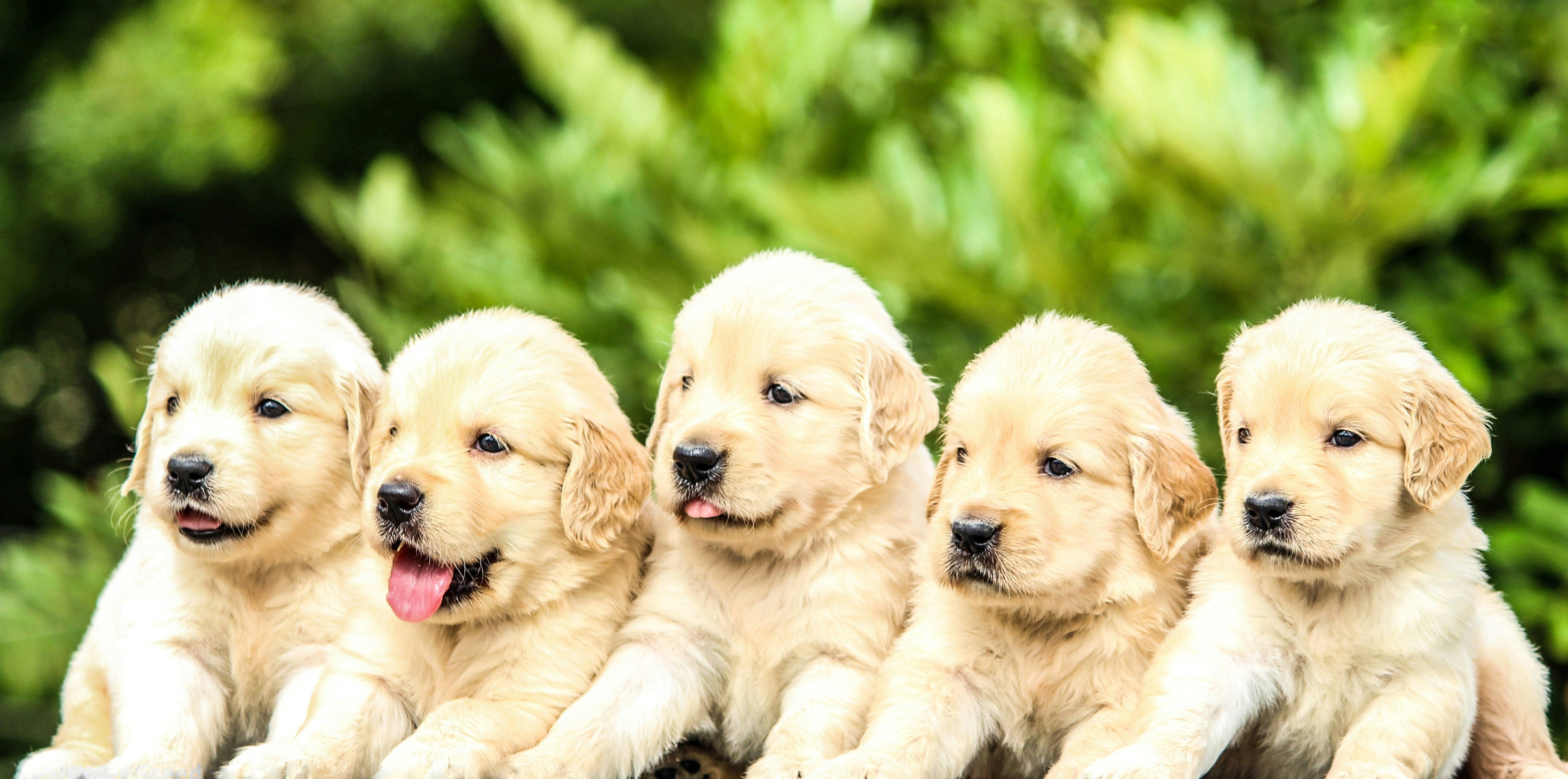 Golden Retriever