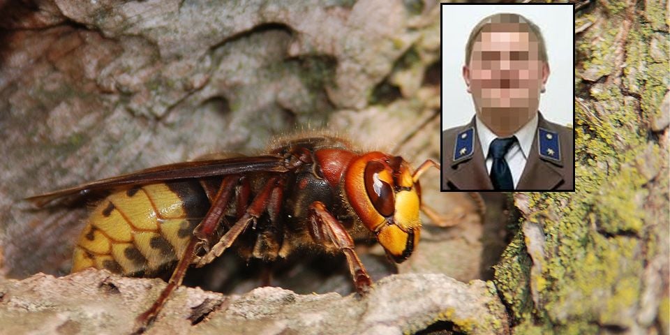 Eine Hornisse sitzt auf einer Baumrinde, oben rechts ein verpixeltes Porträtfoto.