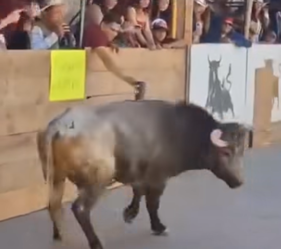 Ein Stier läuft auf einer Straße vor Zuschauern hinter einer Holzbarrikade in Mexiko.