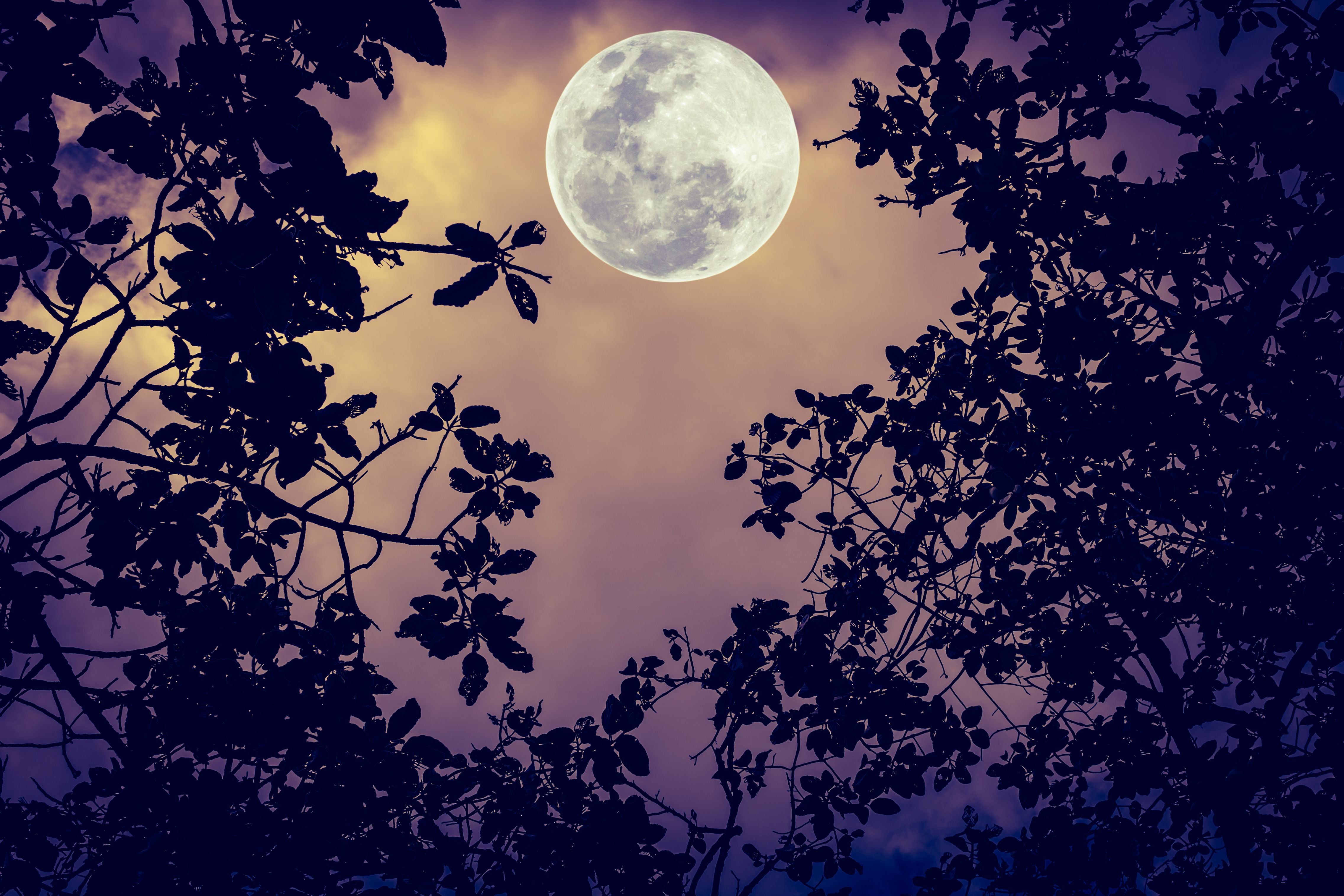 Vollmond leuchtet hinter silhouettierten Ästen und Blättern am Nachthimmel.