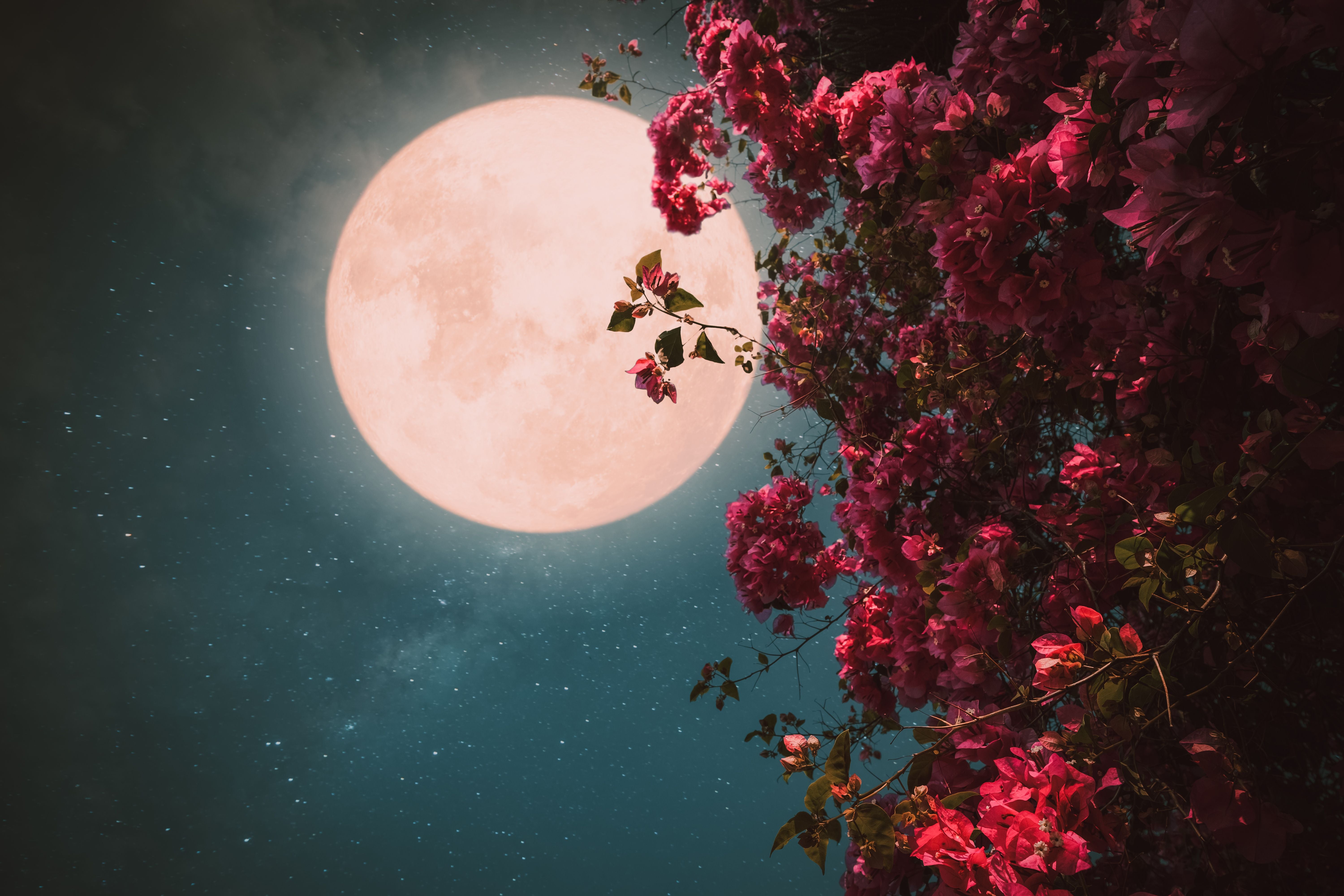 Vollmond am Nachthimmel neben rosa blühenden Blumen, Retro-Stil.