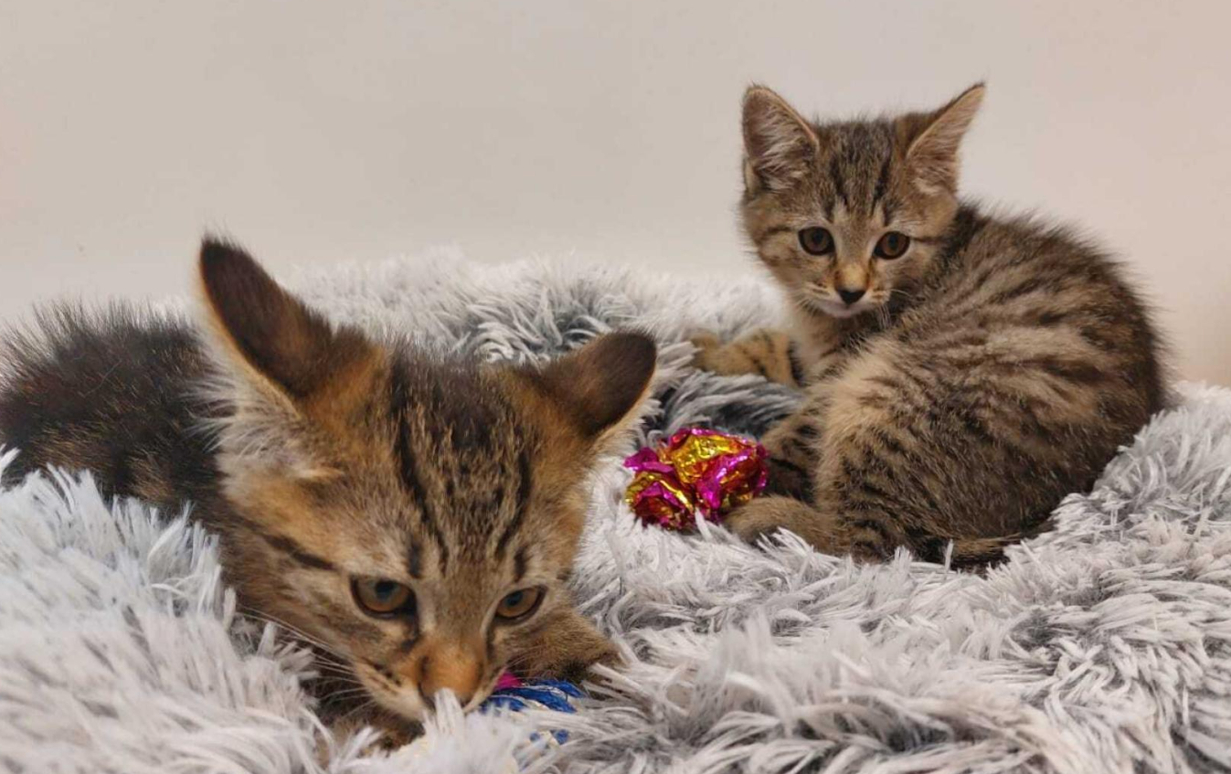 Zwei getigerte Katzenbabys liegen auf einer flauschigen Decke mit buntem Spielzeug.