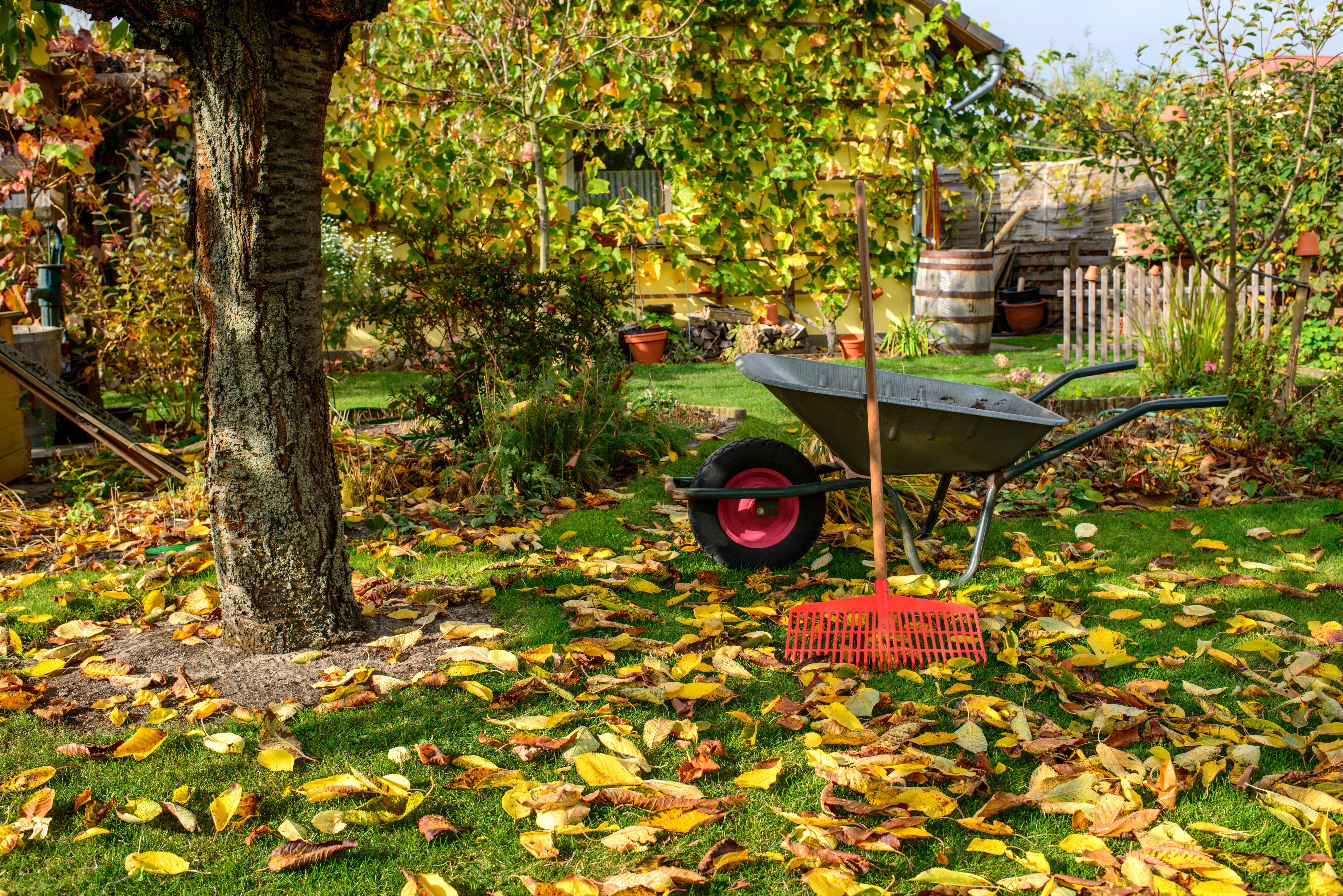 Garten im Herbst mit Schubkarre, Laubrechen und buntem Laub auf dem Rasen.