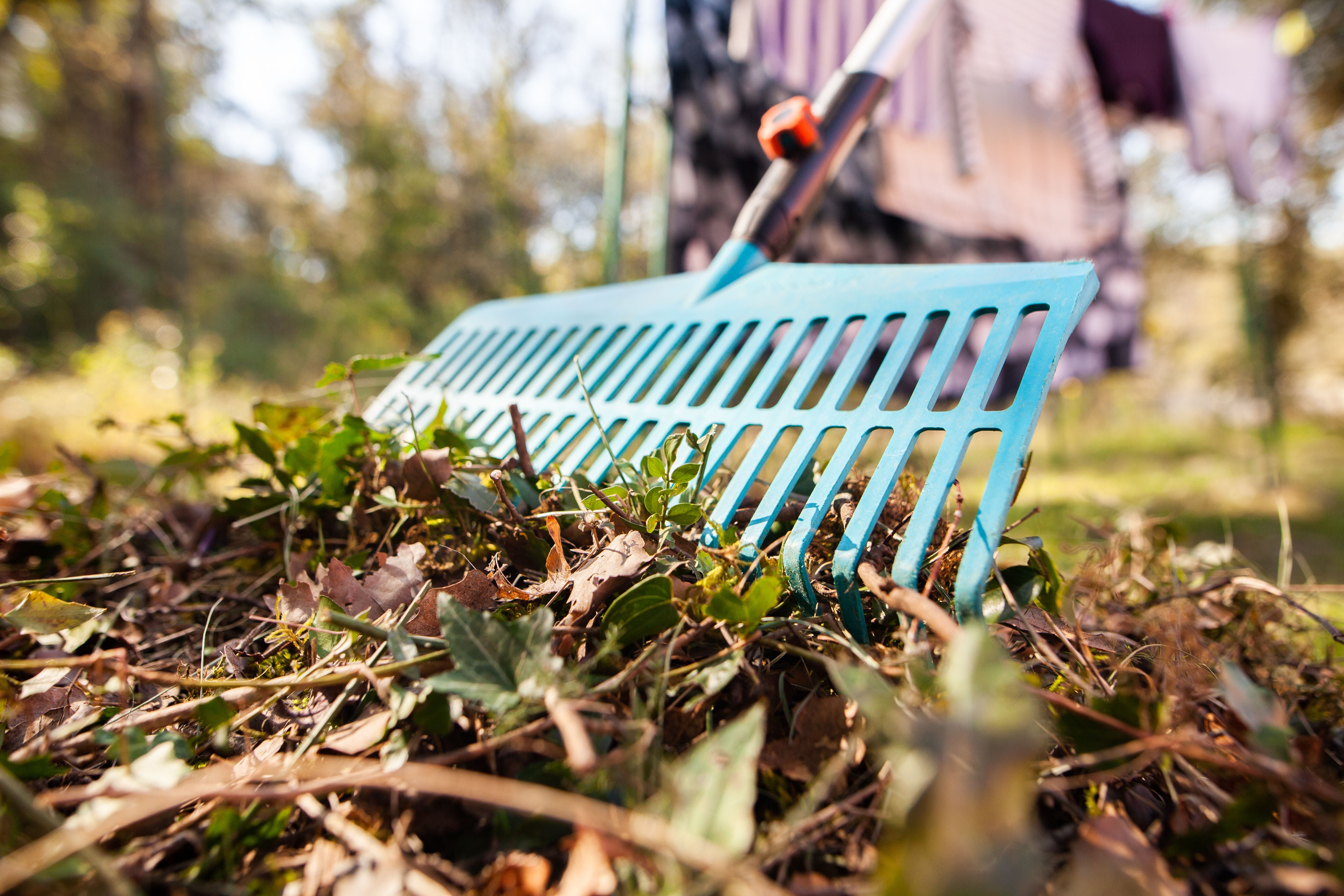 Nahaufnahme eines blauen Rechens, der Laub und Äste im Garten zusammenharkt.