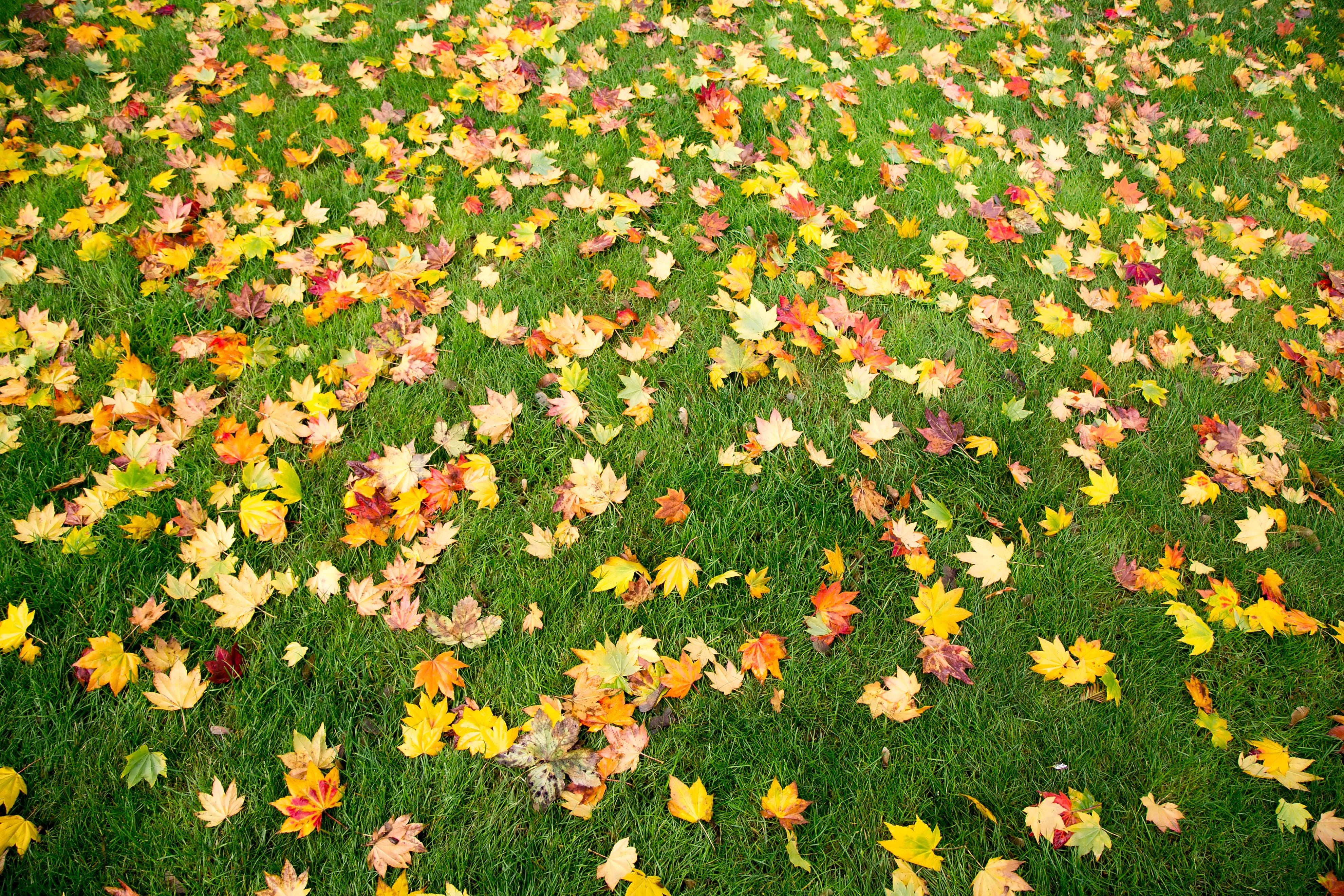 Bunte Herbstblätter liegen verstreut auf einer grünen Wiese.