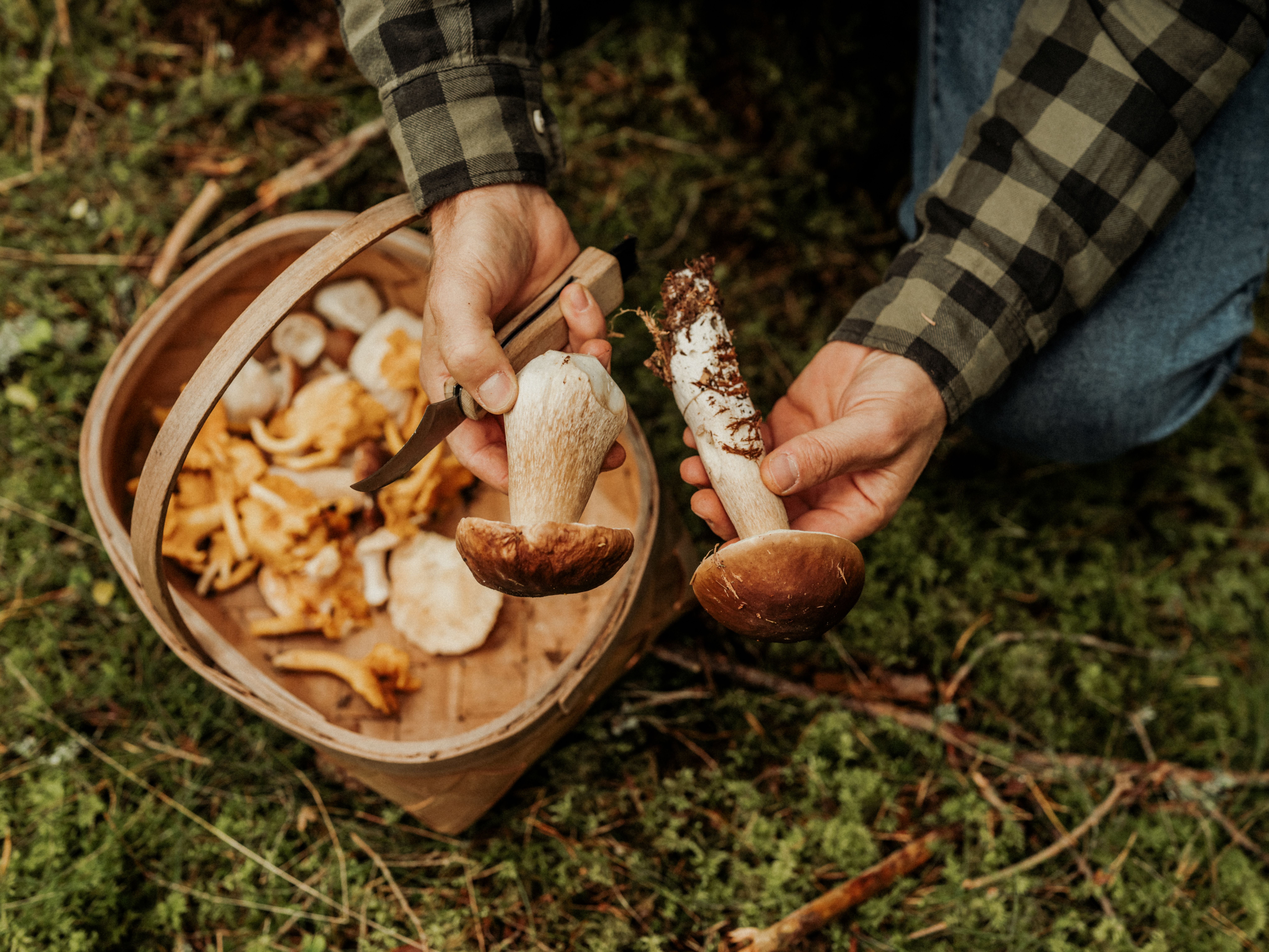 Jemand sammelt Steinpilze und Pfifferlinge im Wald und hält einen Pilz über einen Korb.