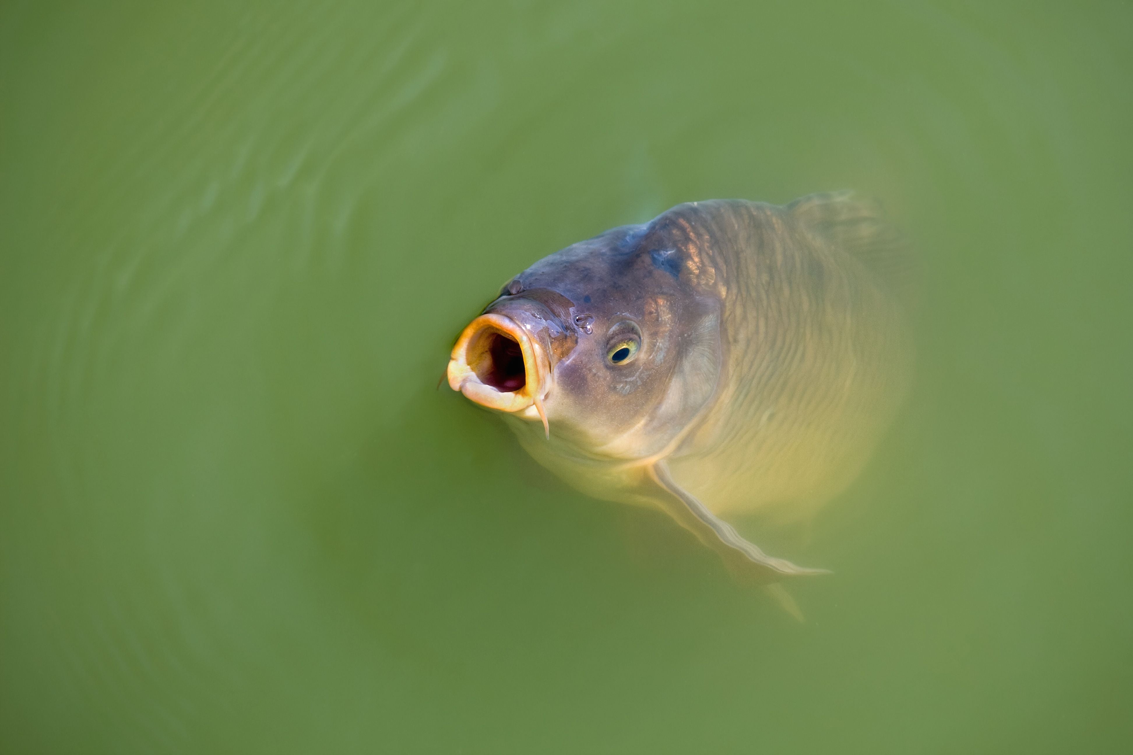 Karpfen schwimmt im Teich und hat das Maul weit geöffnet, als würde er nach Futter betteln.