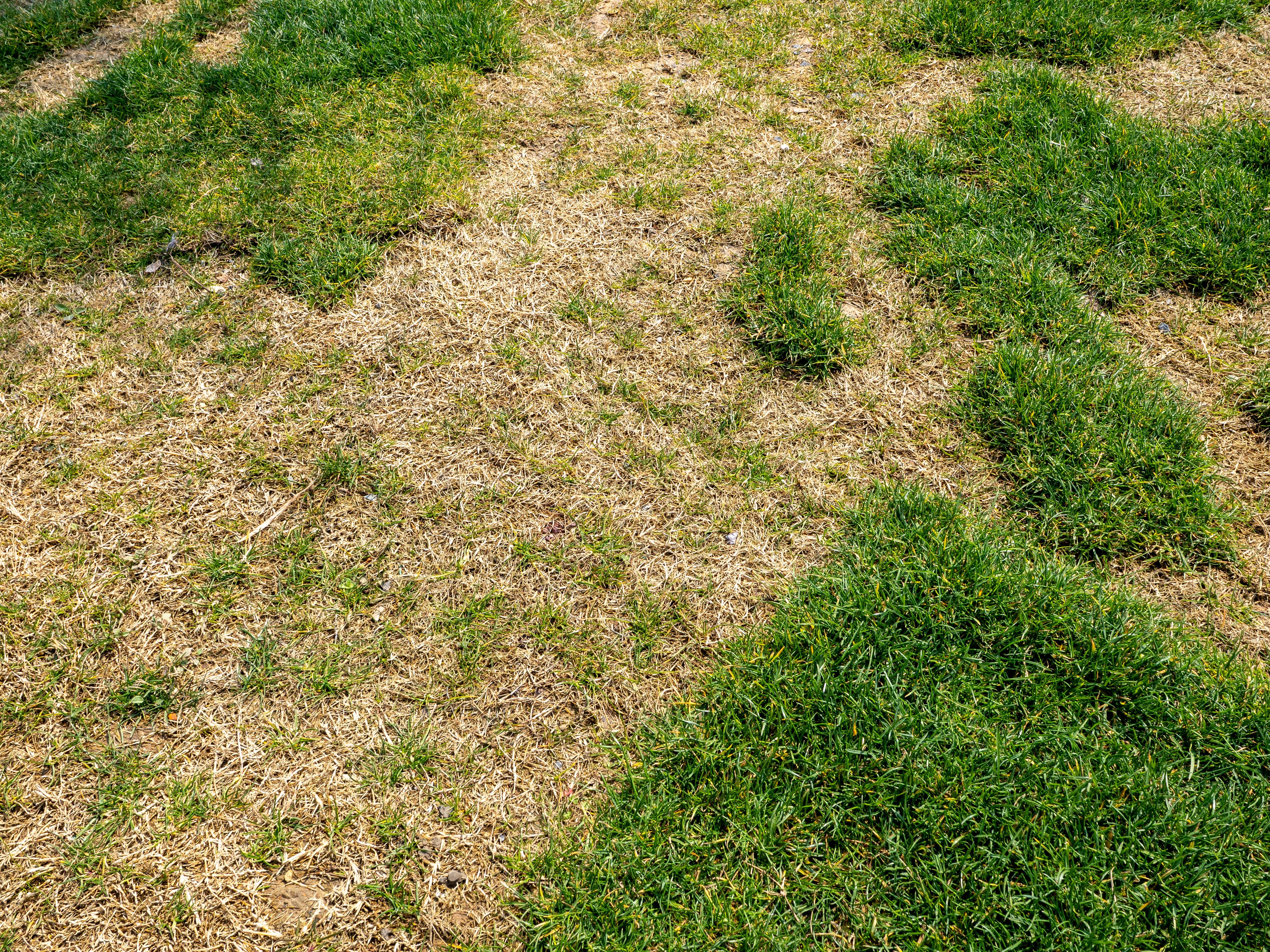 Nahaufnahme eines Rasens mit grünen und braunen, trocken wirkenden Grasflächen bei Sonnenlicht.