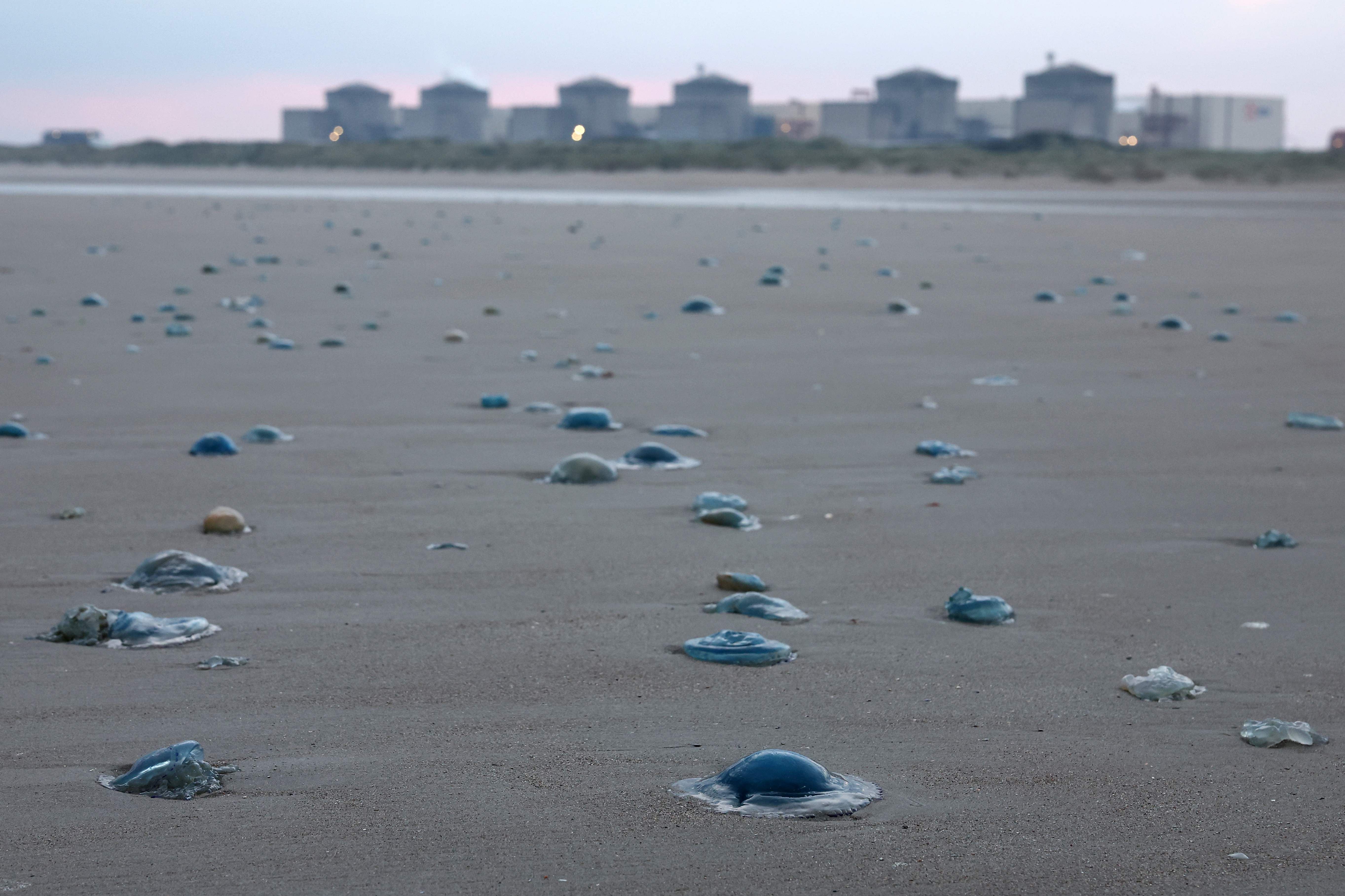 Viele Quallen liegen am Sandstrand, im Hintergrund ein Kernkraftwerk bei Dämmerung.