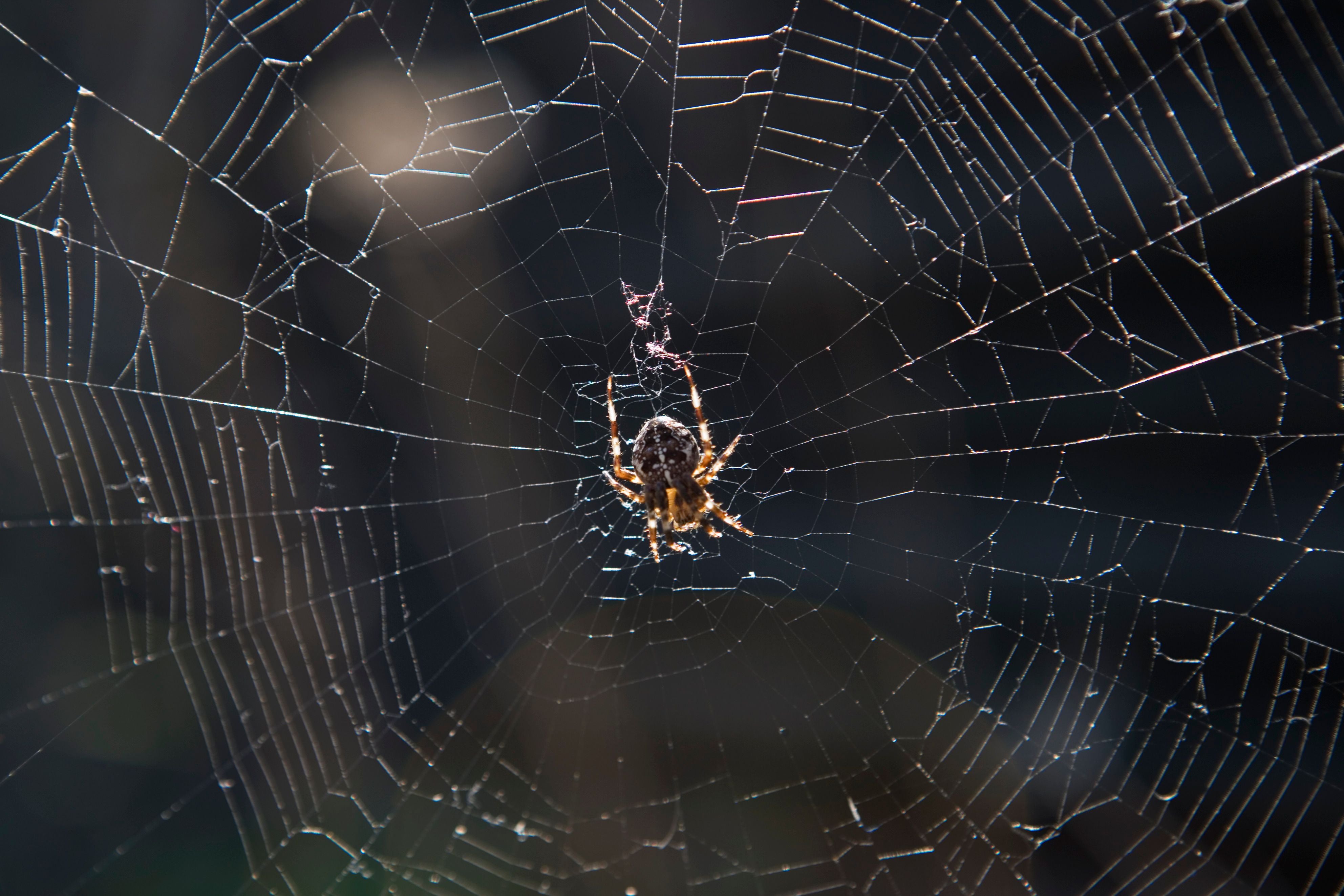Eine Spinne sitzt in der Mitte ihres Netzes vor dunklem Hintergrund.